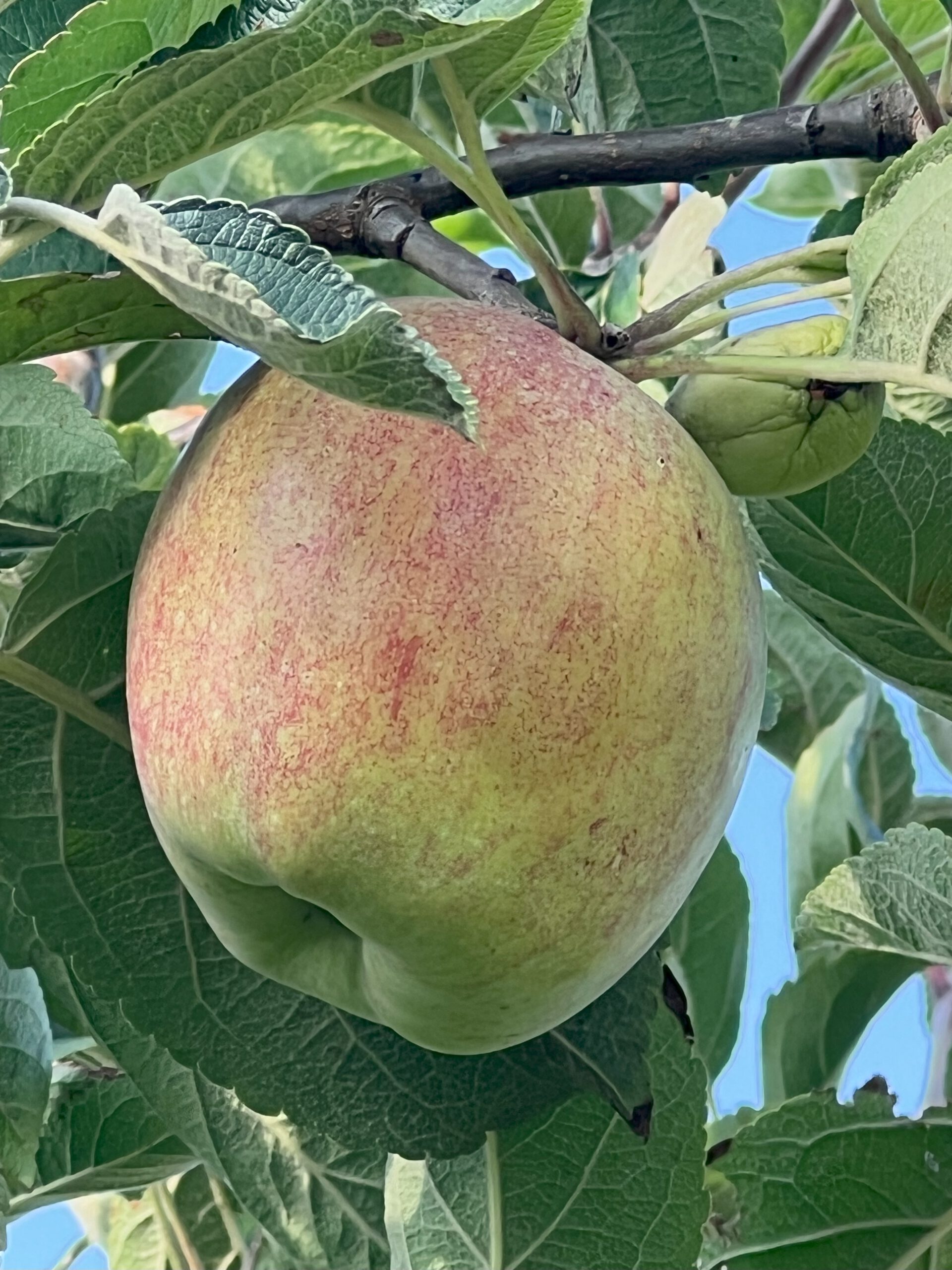 Drelsdorfer Prinzenapfel