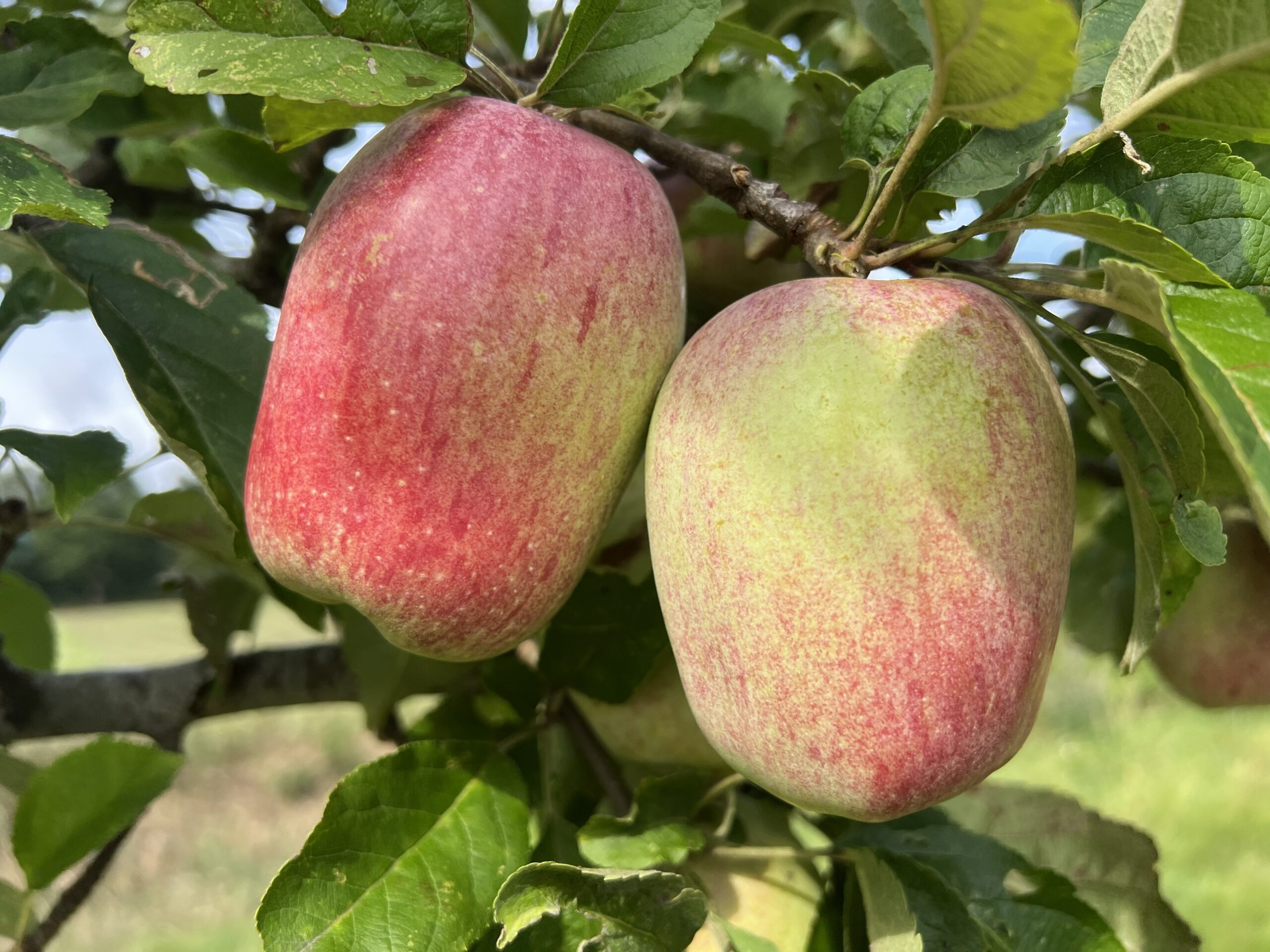 Winterprinzenapfel