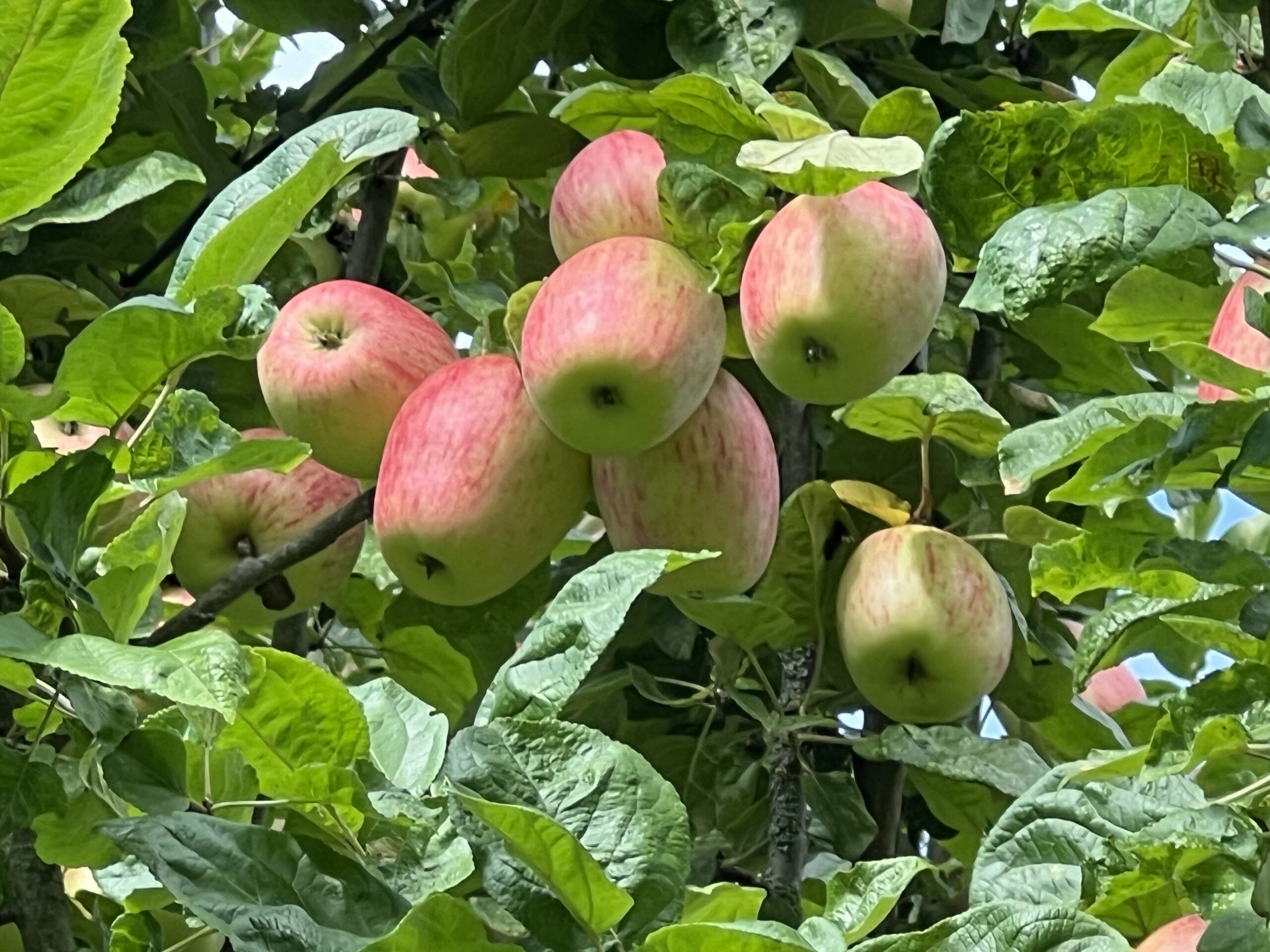 Kleiner Melonenapfel AN – Bild 2
