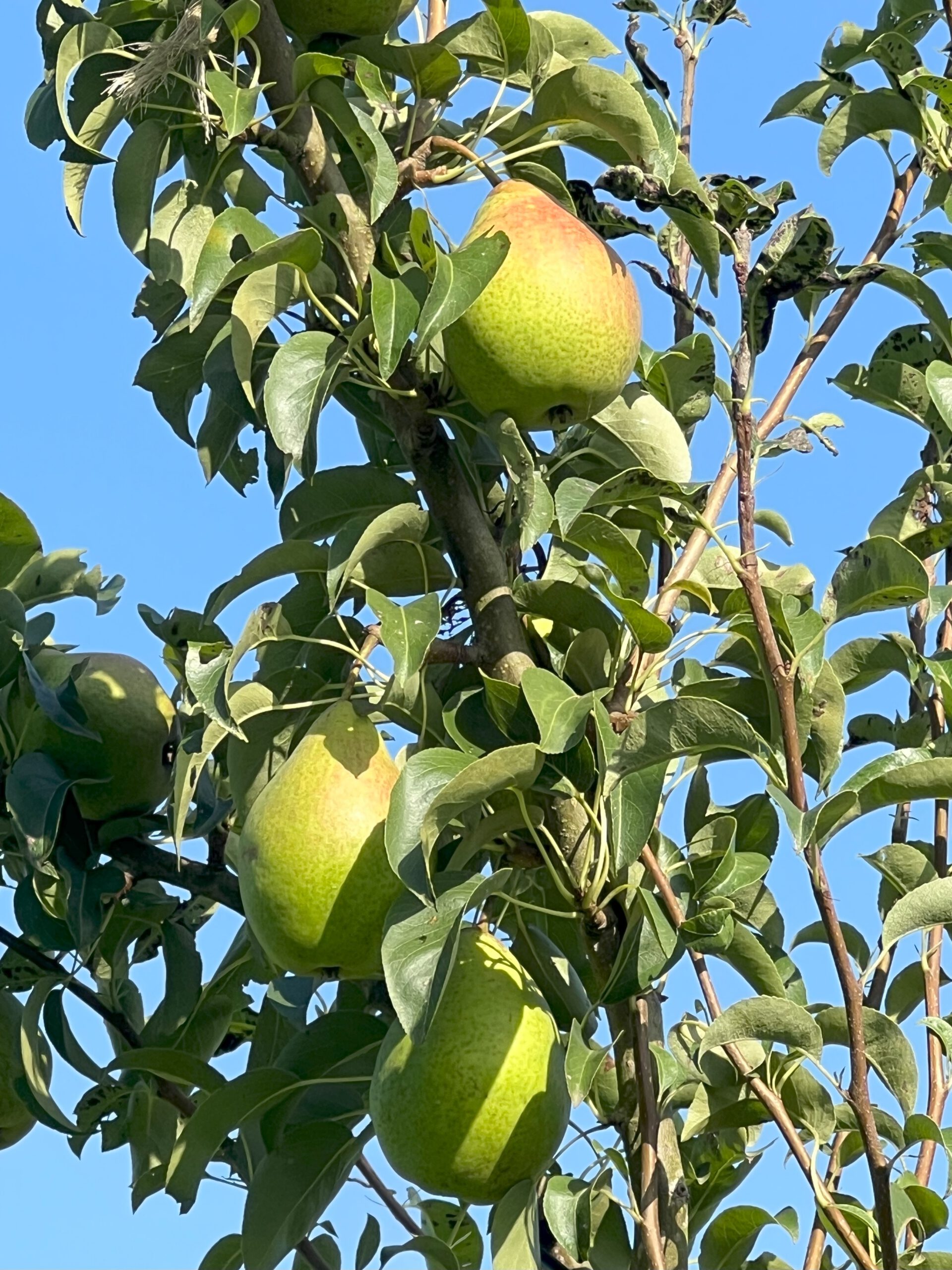 Köstliche von Charneux (Bürgermeisterbirne)