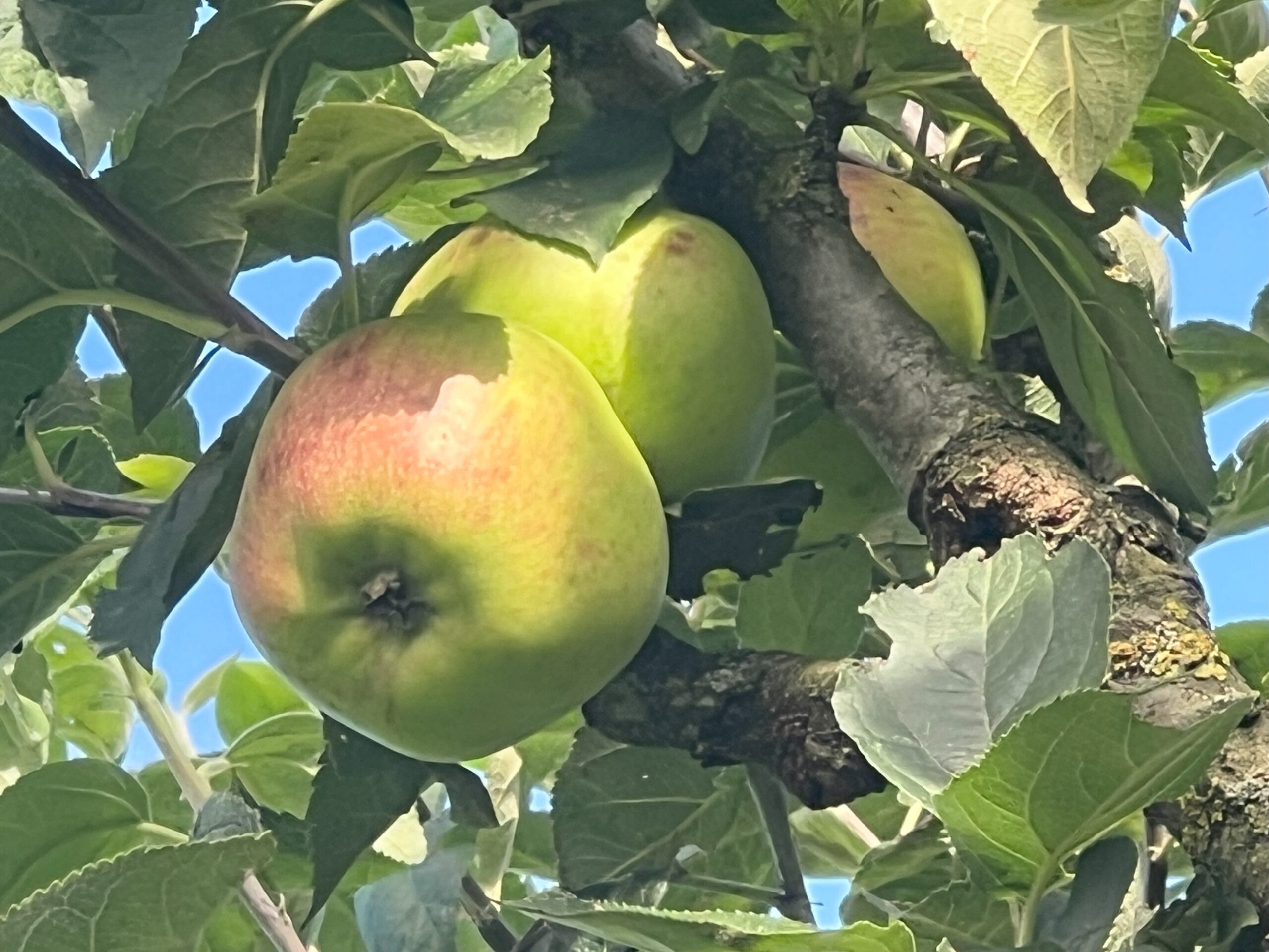 Langenhorner Friesenapfel