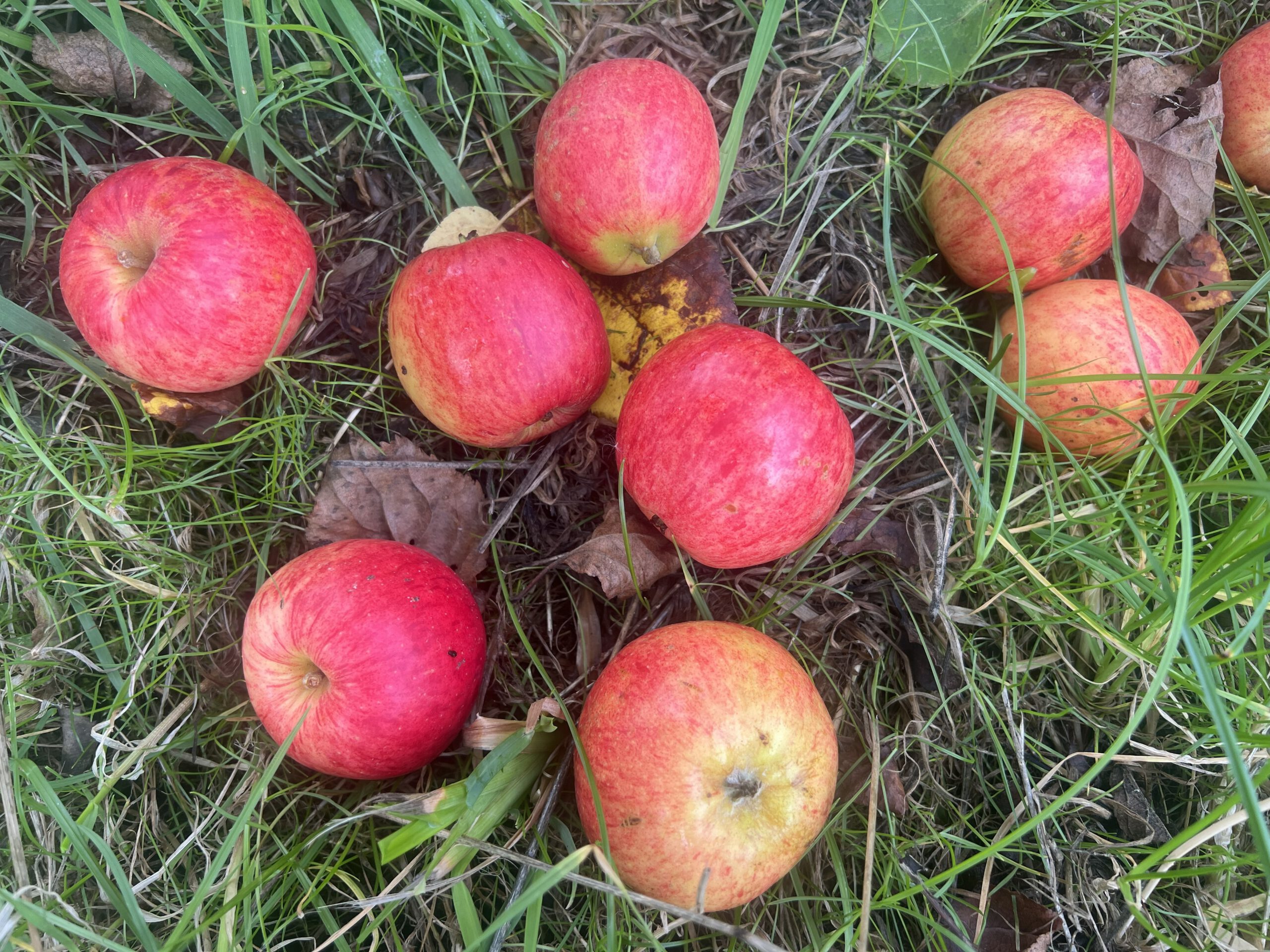 Mildstedter AN – Bild 4