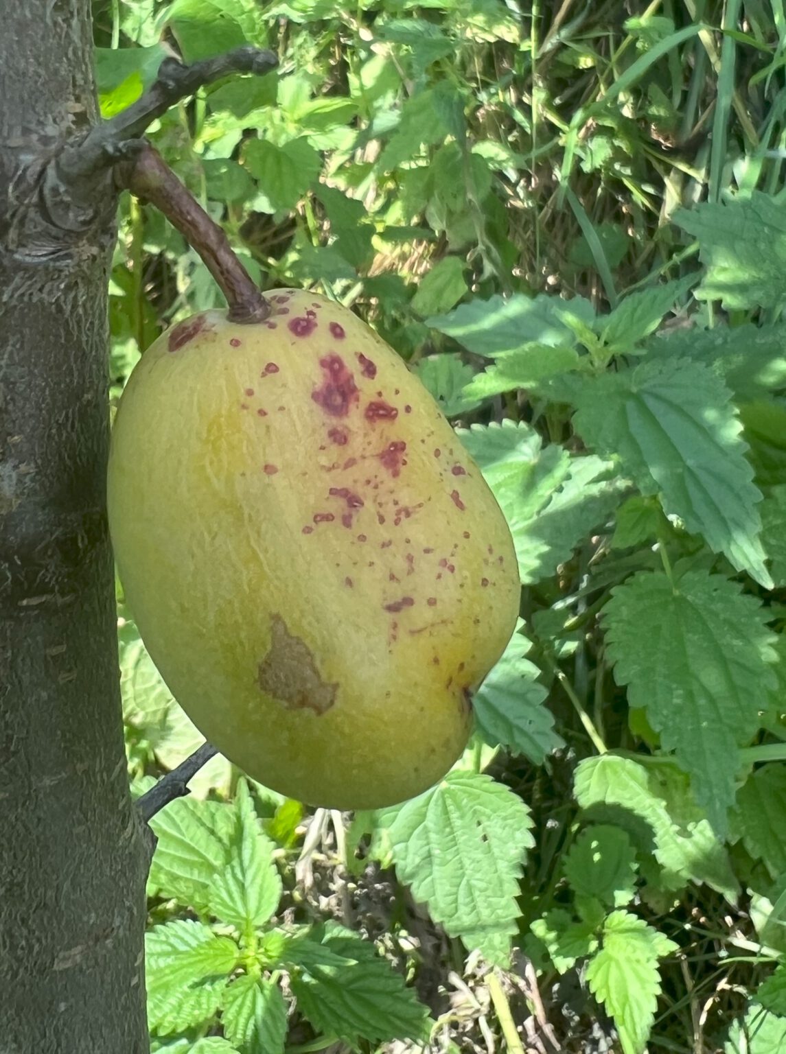 Gelbe Ostpreußischer Spilling – Obst Hoffnung Gelbe Ostpreußischer Spilling – Obst Hoffnung