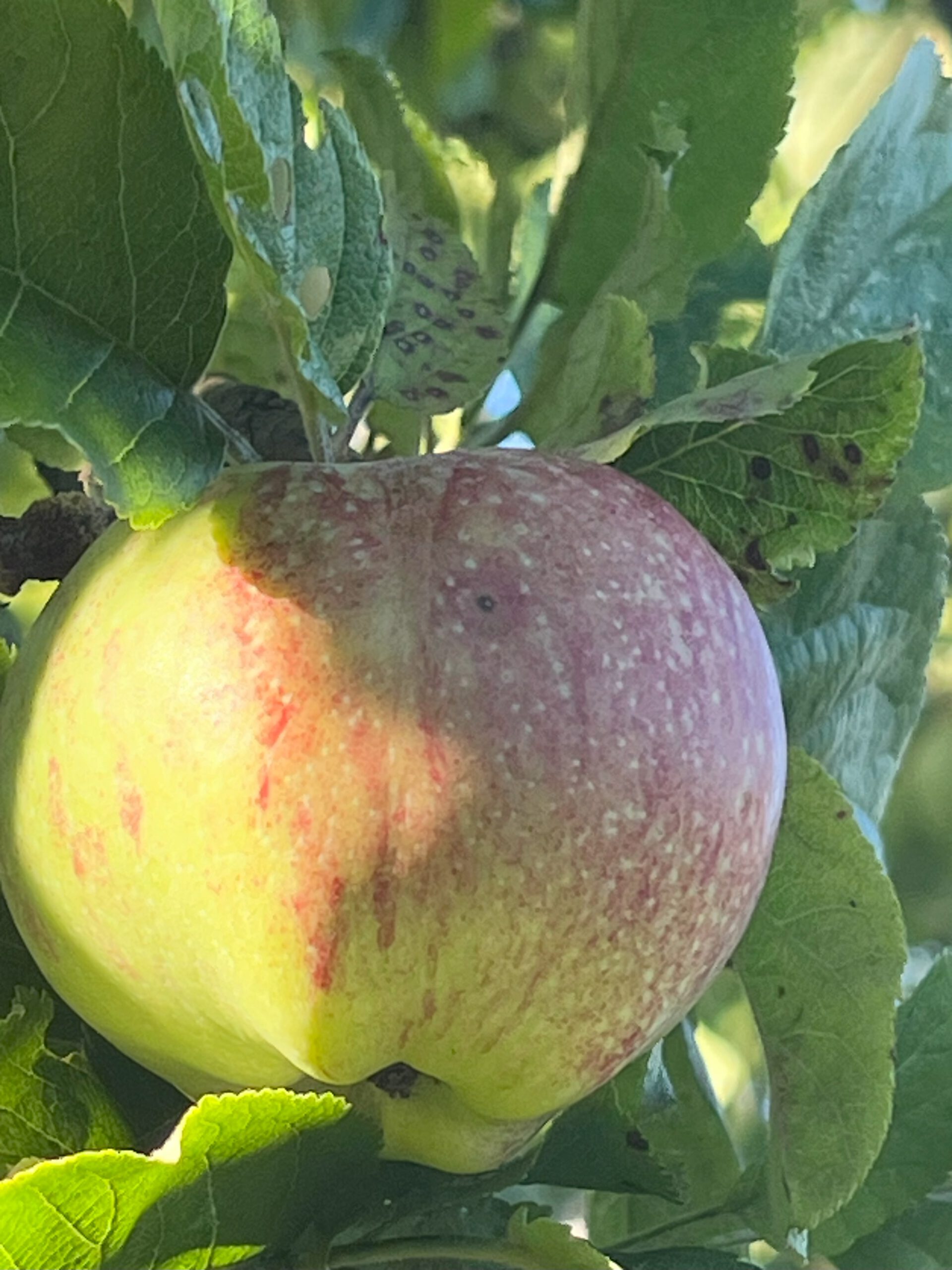 Altländer Pfankuchenapfel