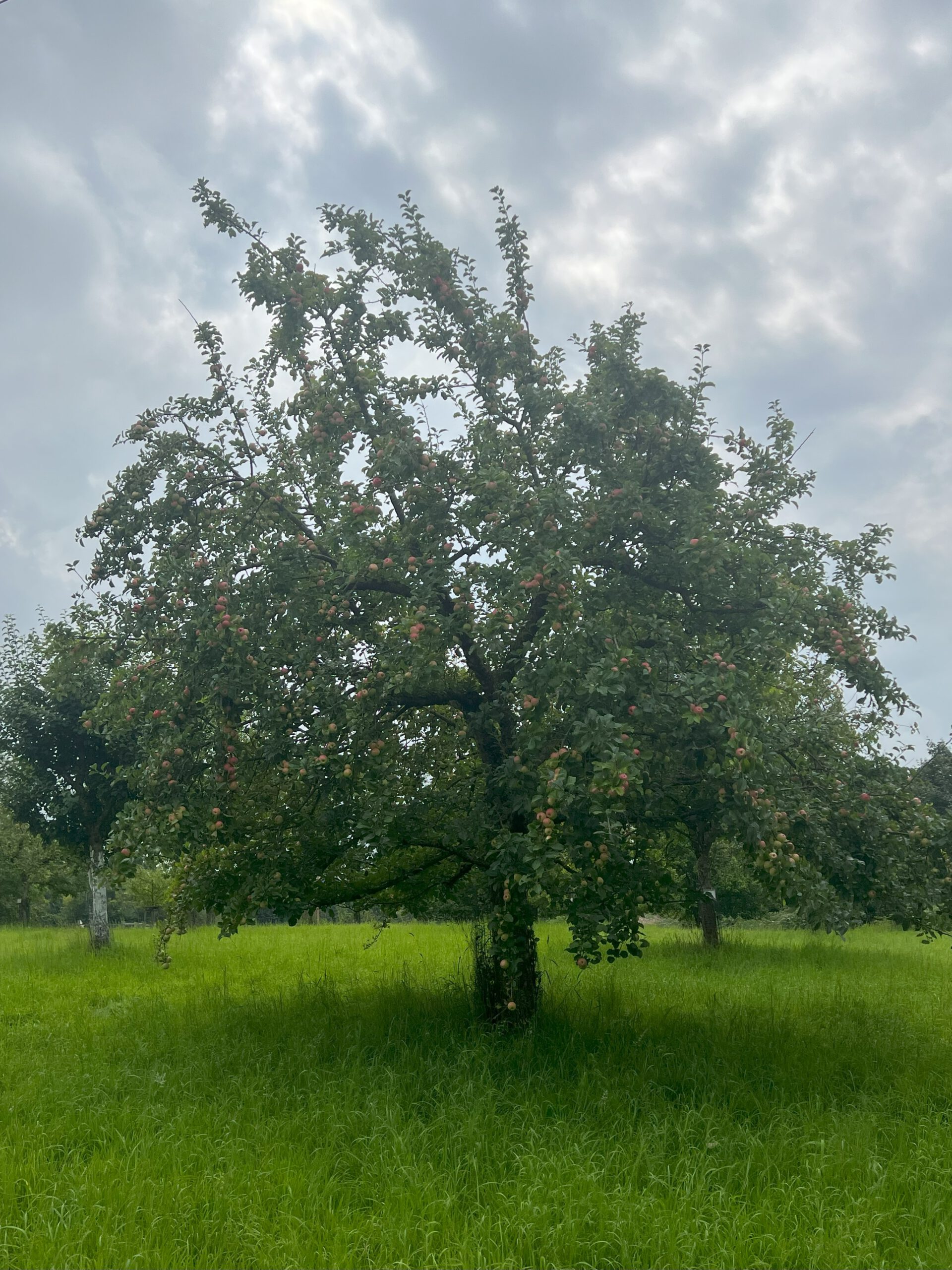 Angelner Hochzeitsapfel