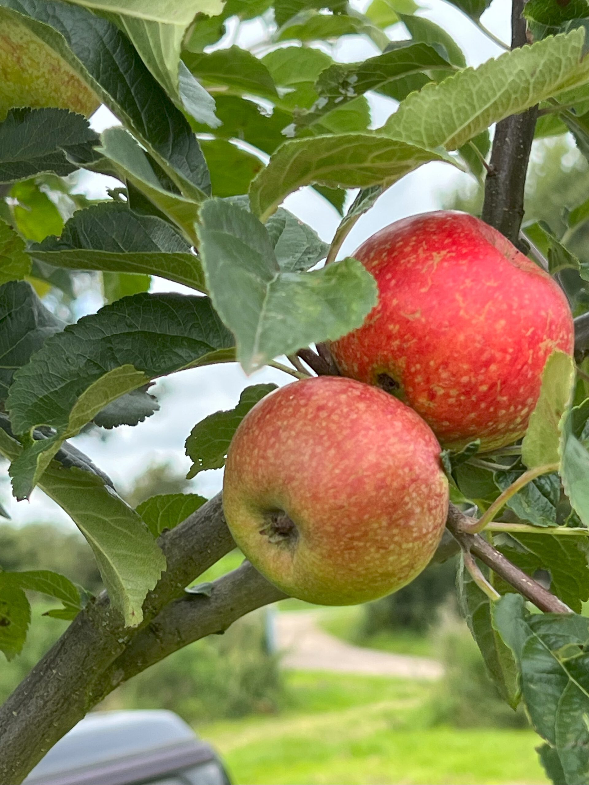 Bordelumer Sommerscheide