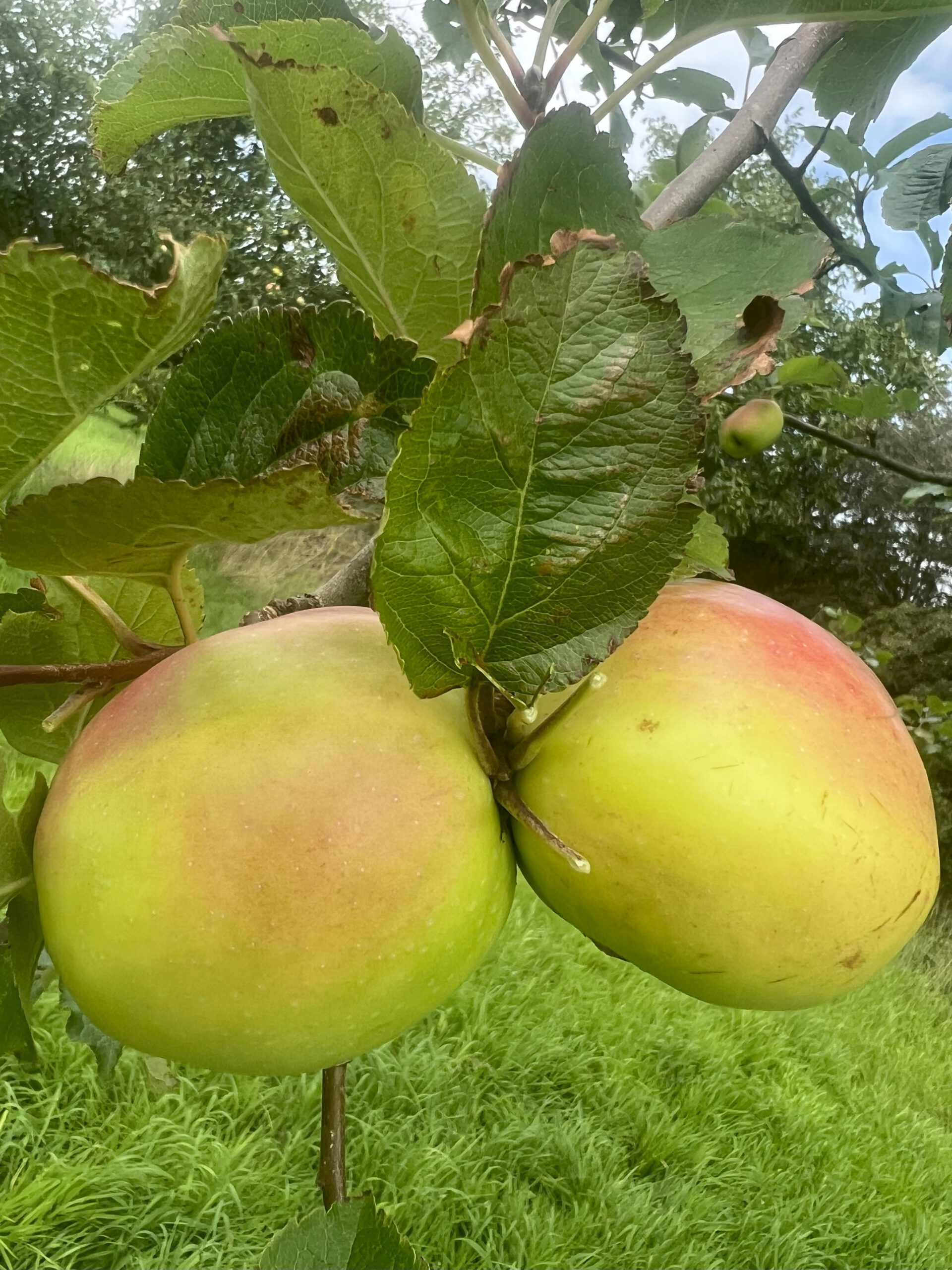 Doppelter Prinzenapfel