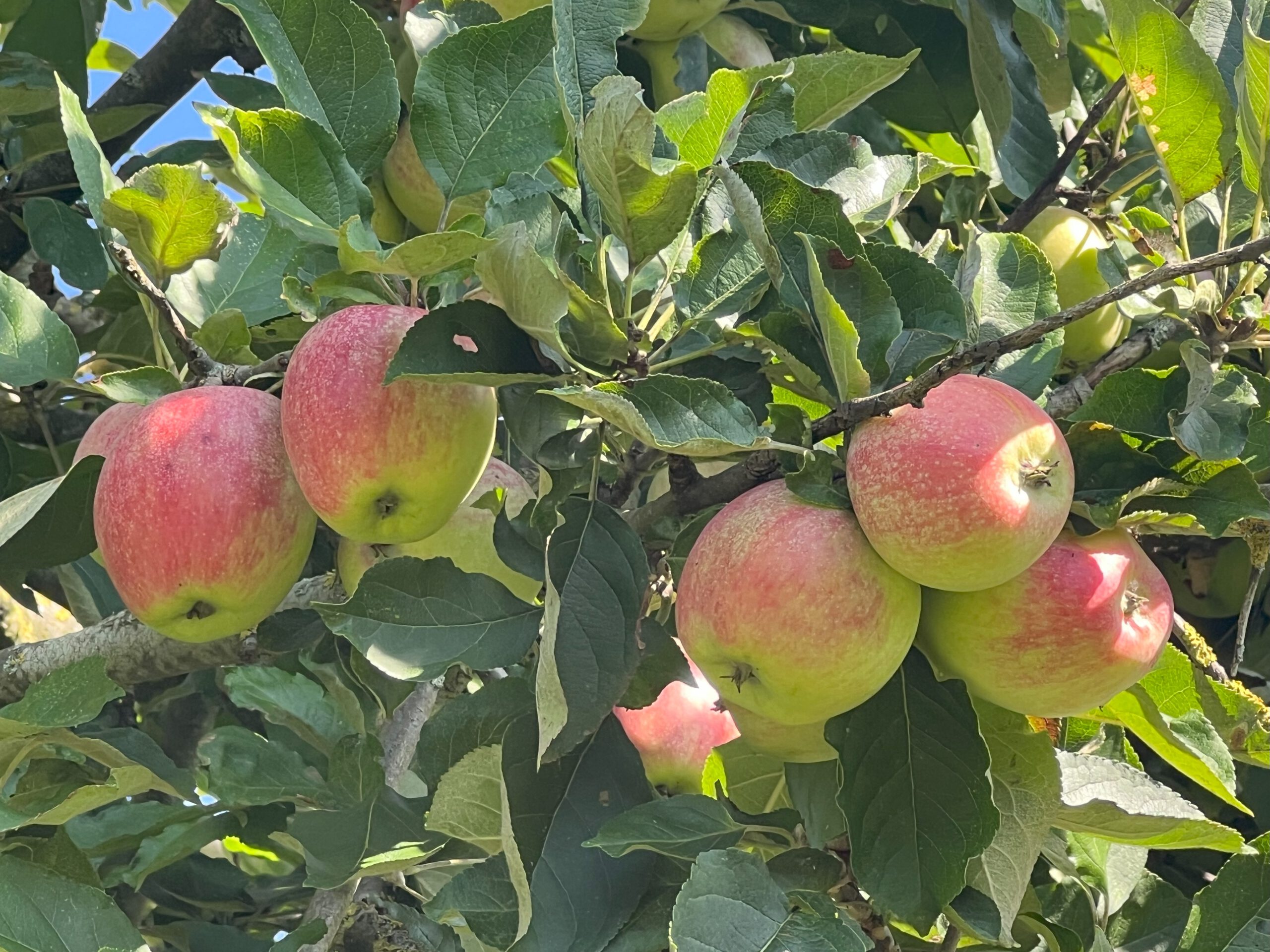 Schöner aus Haseldorfer  