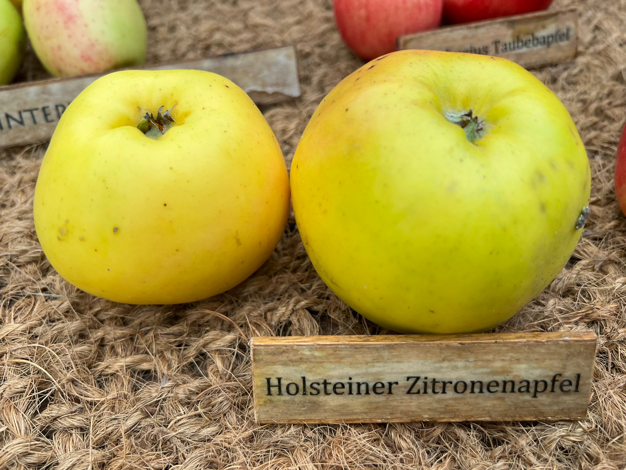 Holsteiner Zitronenapfel