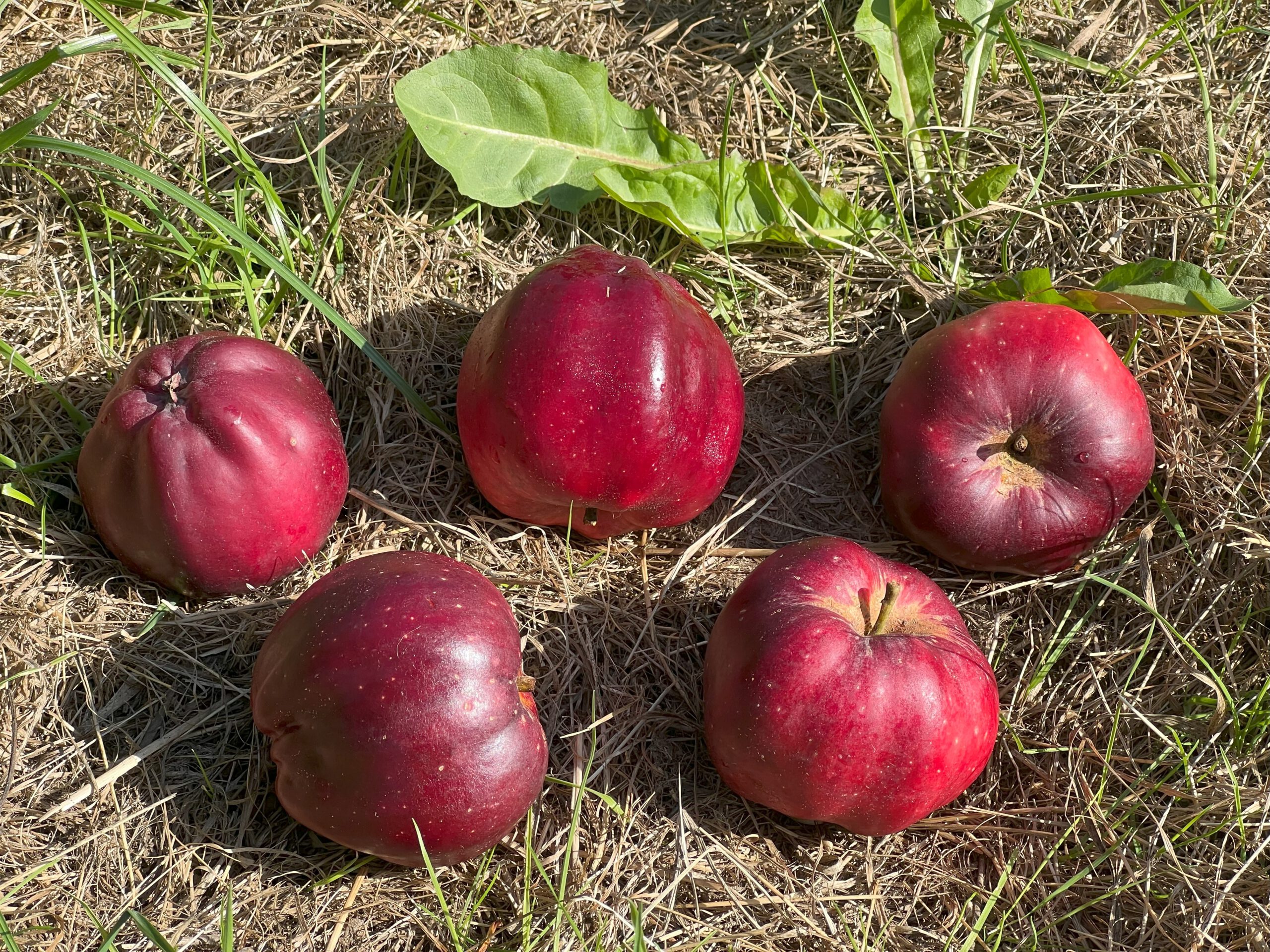 Roter Herbstkavill  