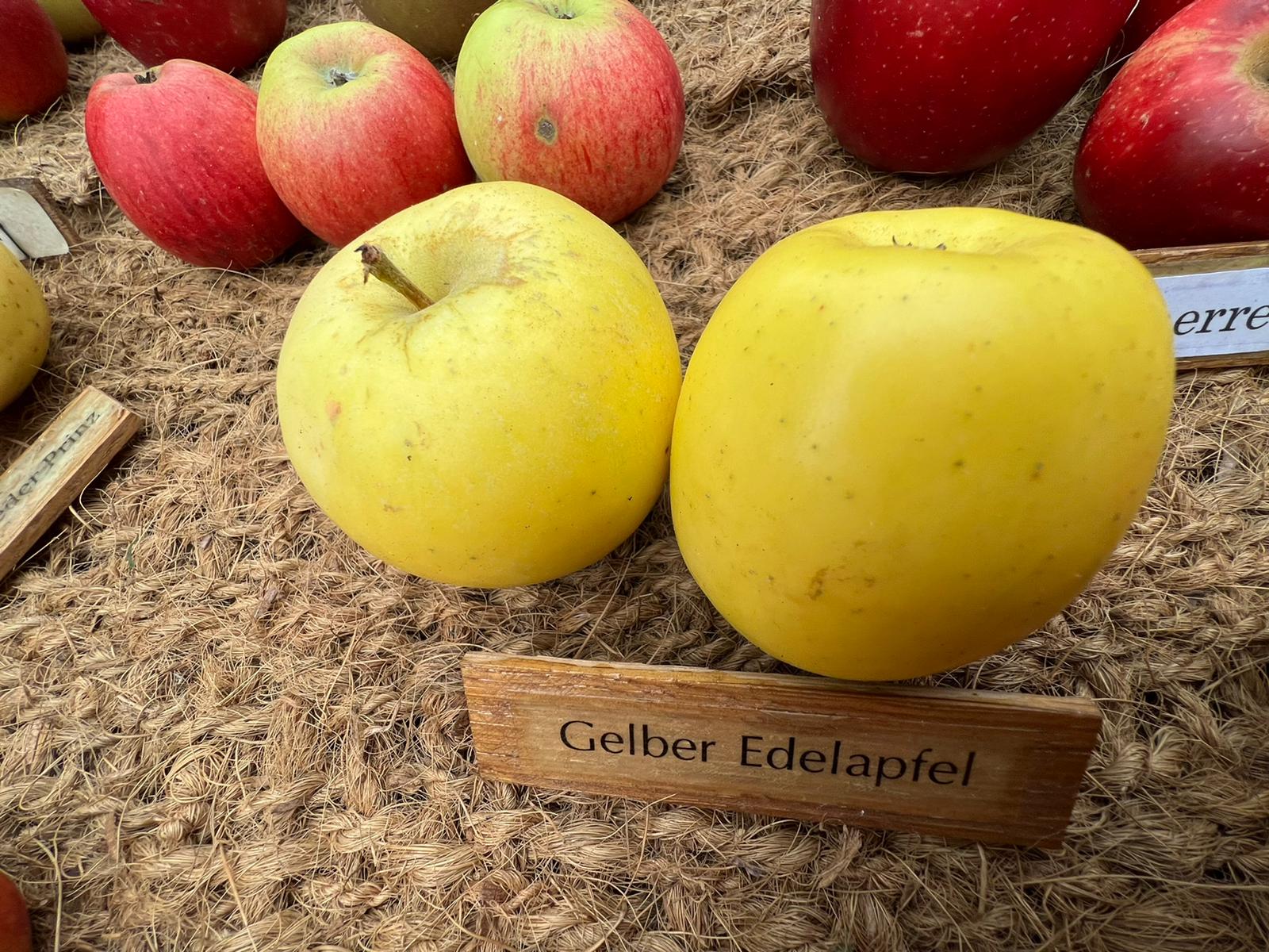 Gelber Edelapfel   