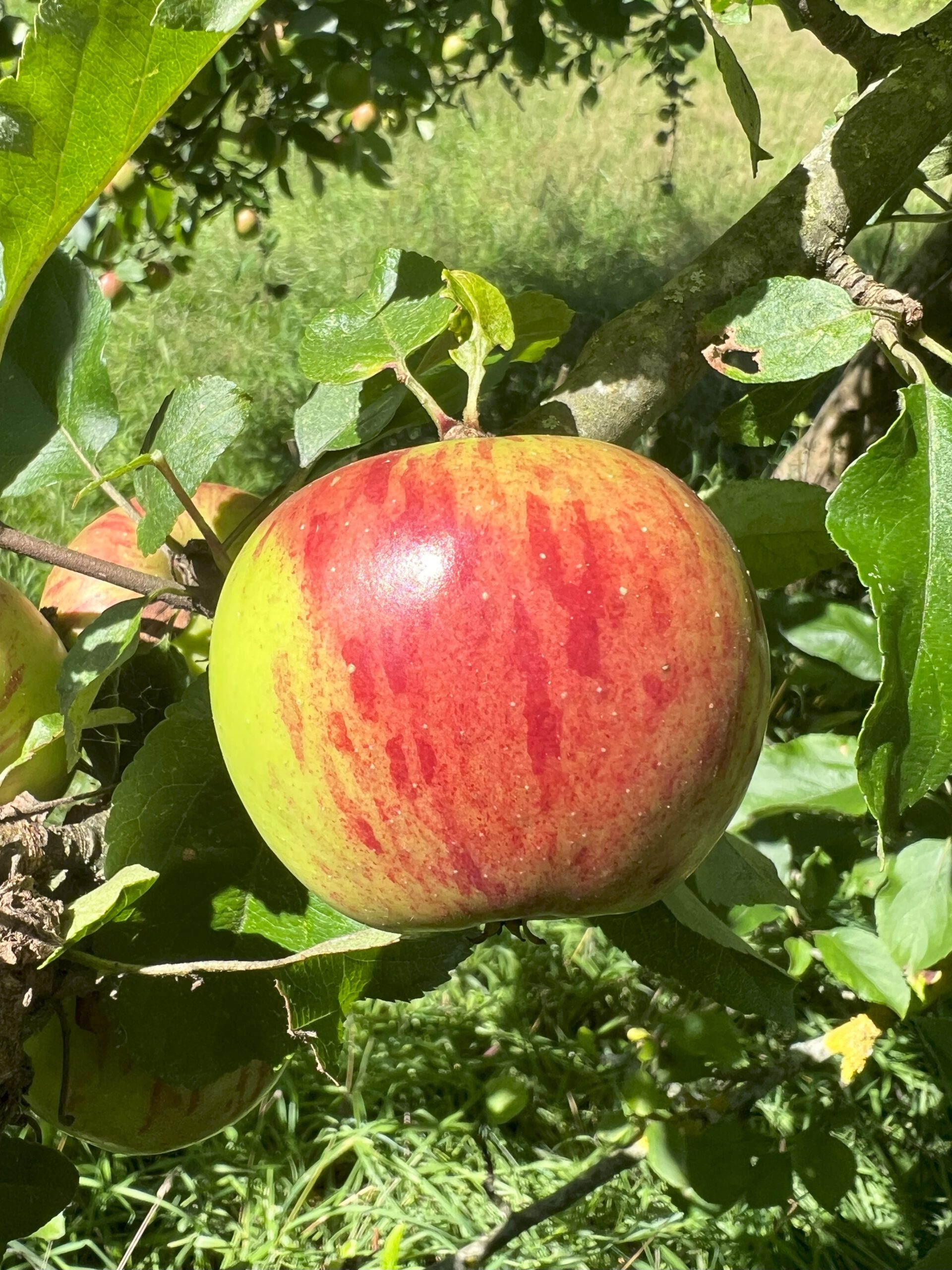 Gewürzluikenapfel