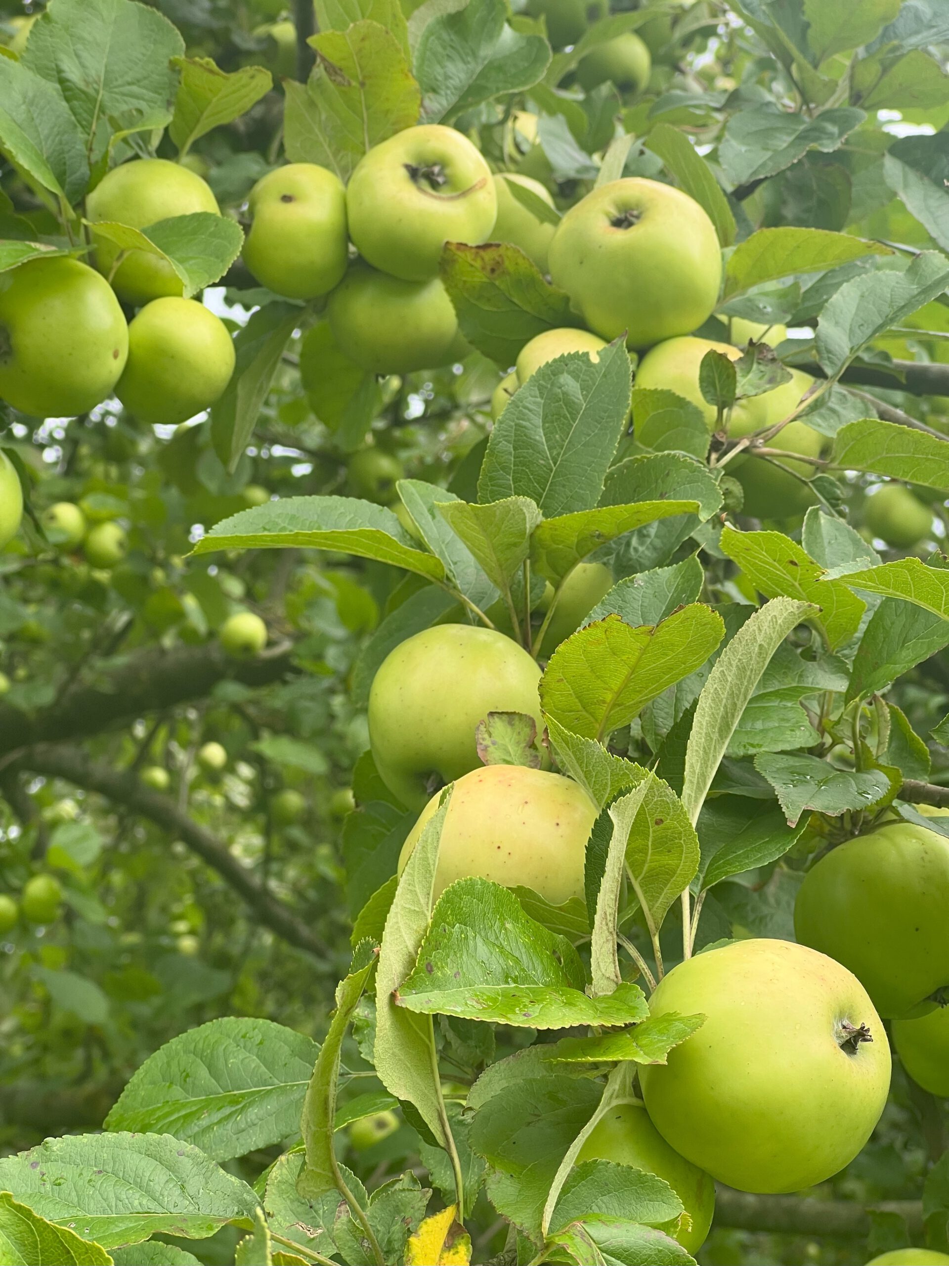 Pomme d’Or