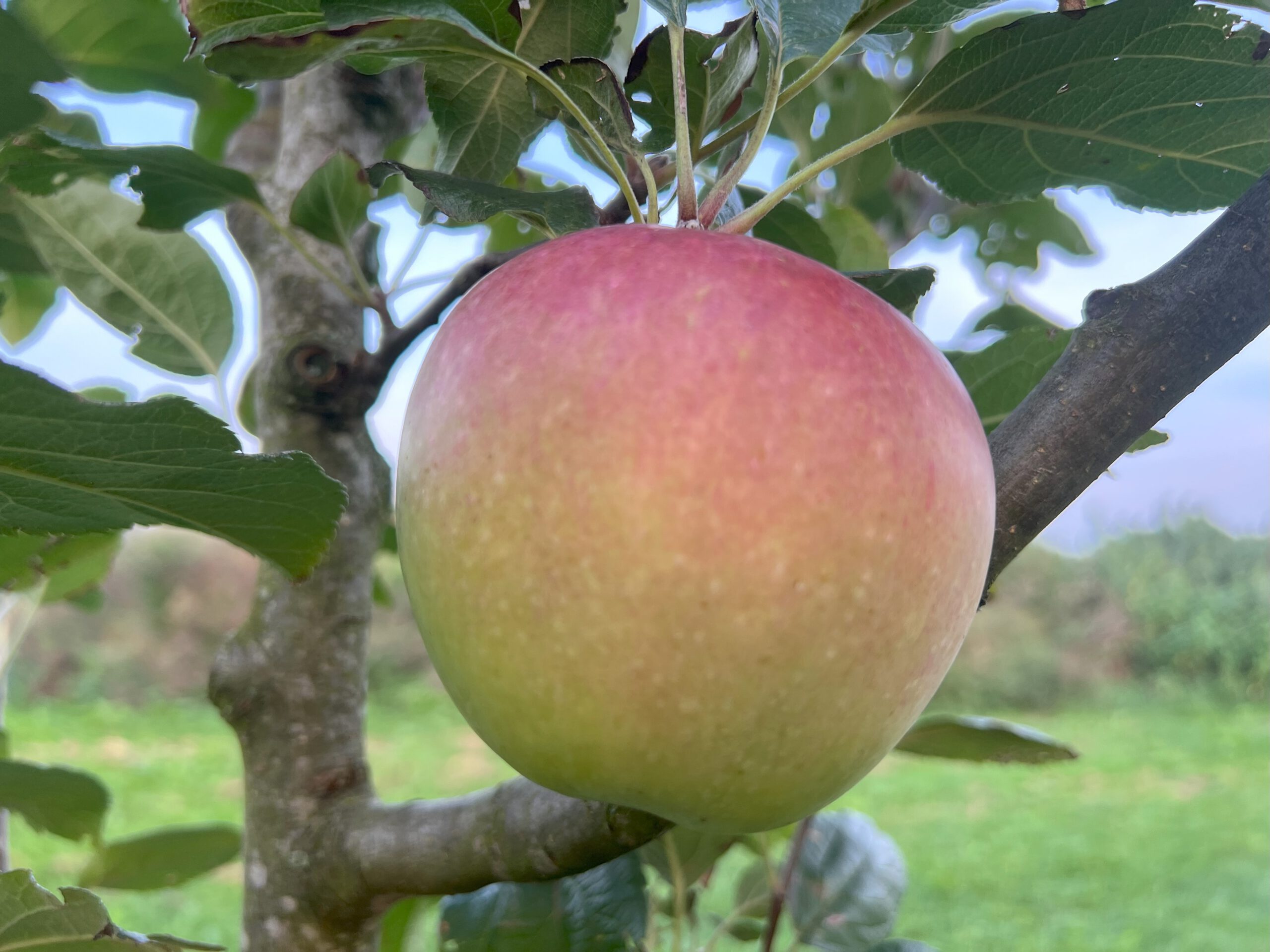 Wettringer Taubenapfel