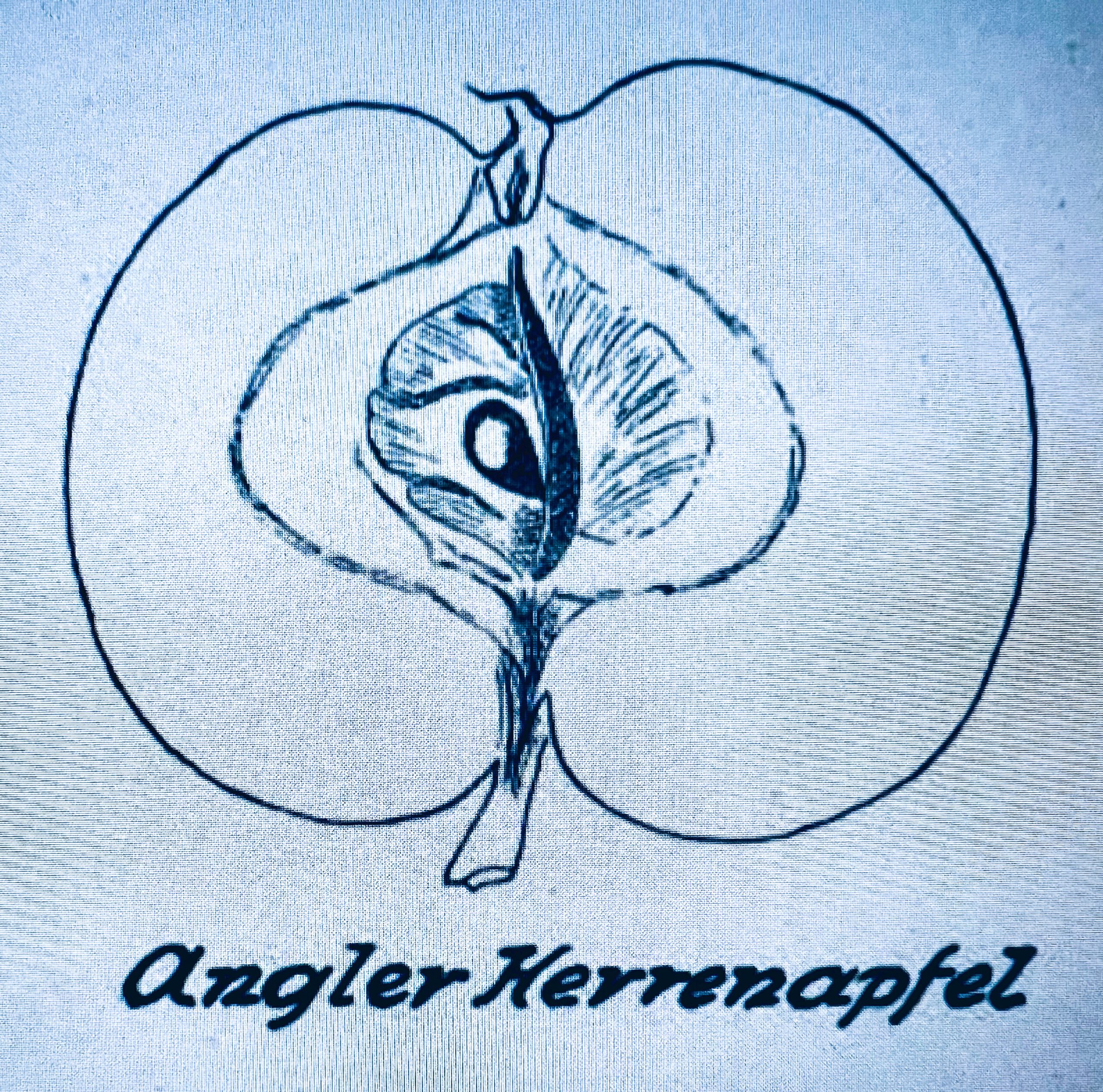 Angelner Herrenapfel