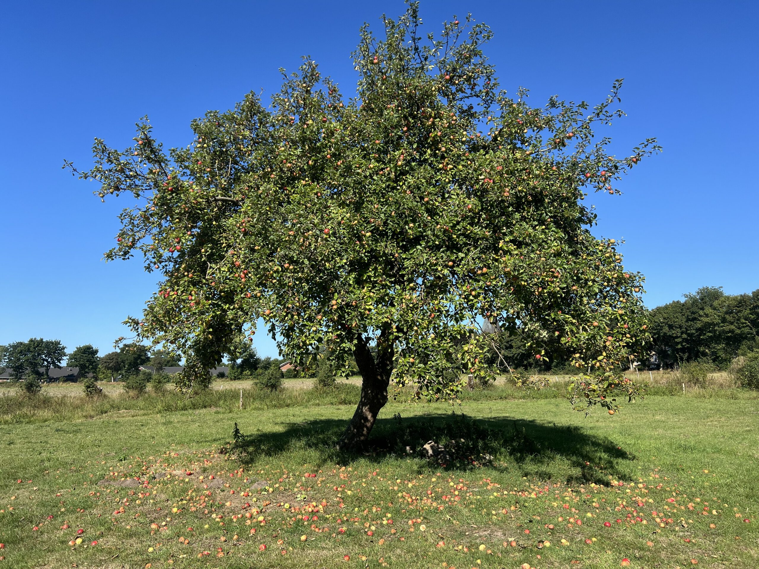 Hattstedter Streifling – Bild 4