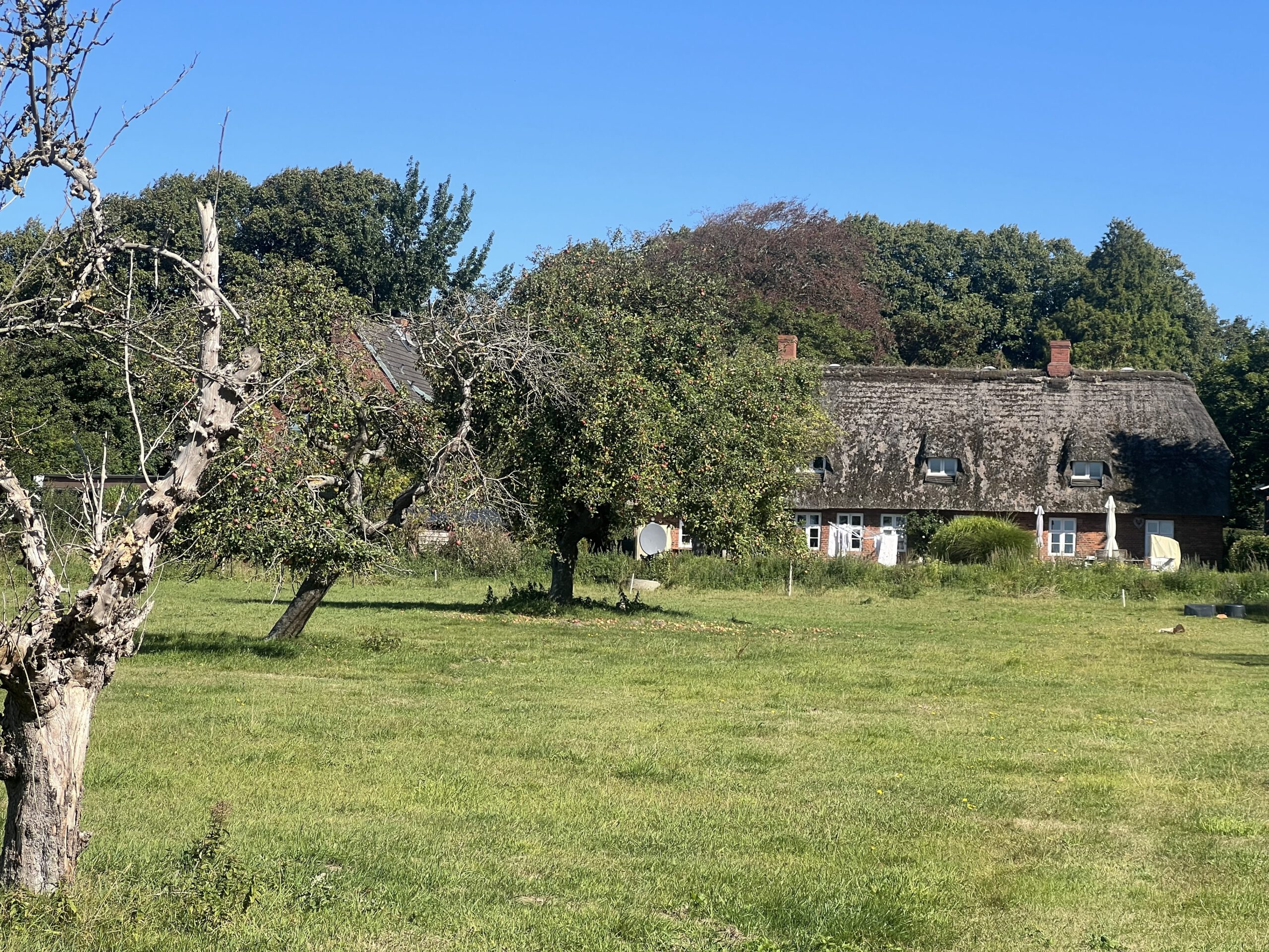 Hattstedter Streifling – Bild 5