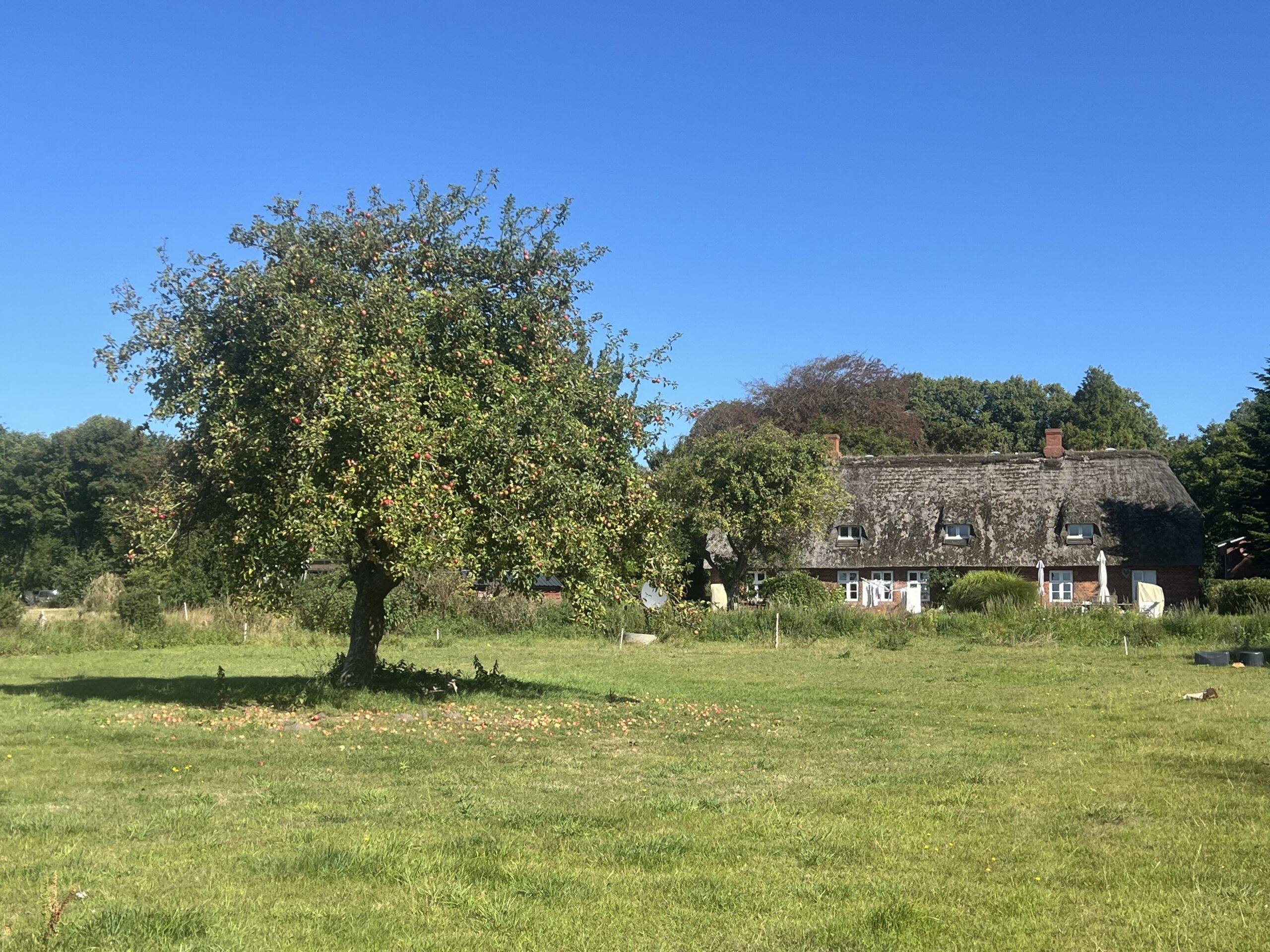 Hattstedter Streifling – Bild 6