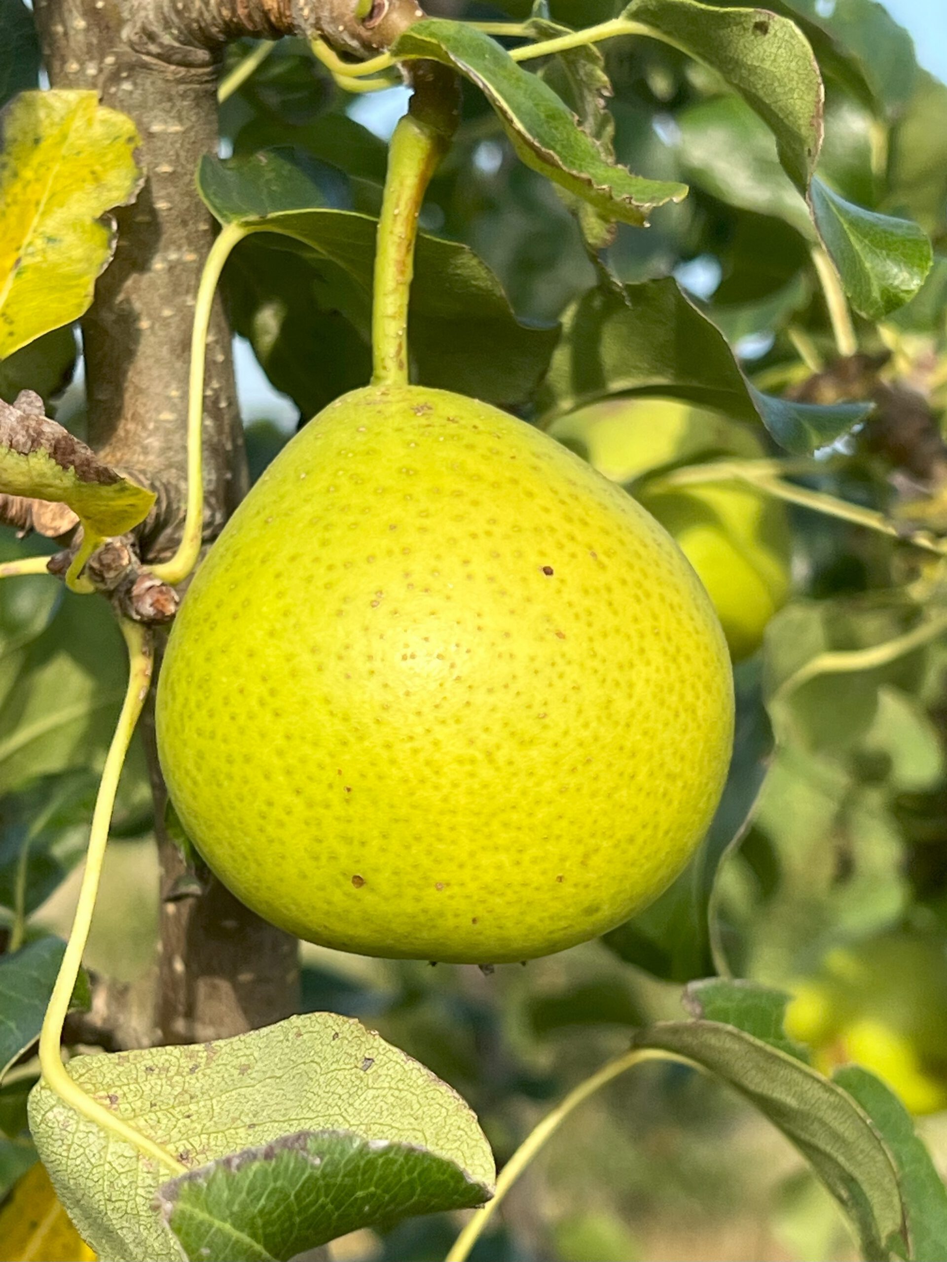 Oberösterreichische Weinbirne 