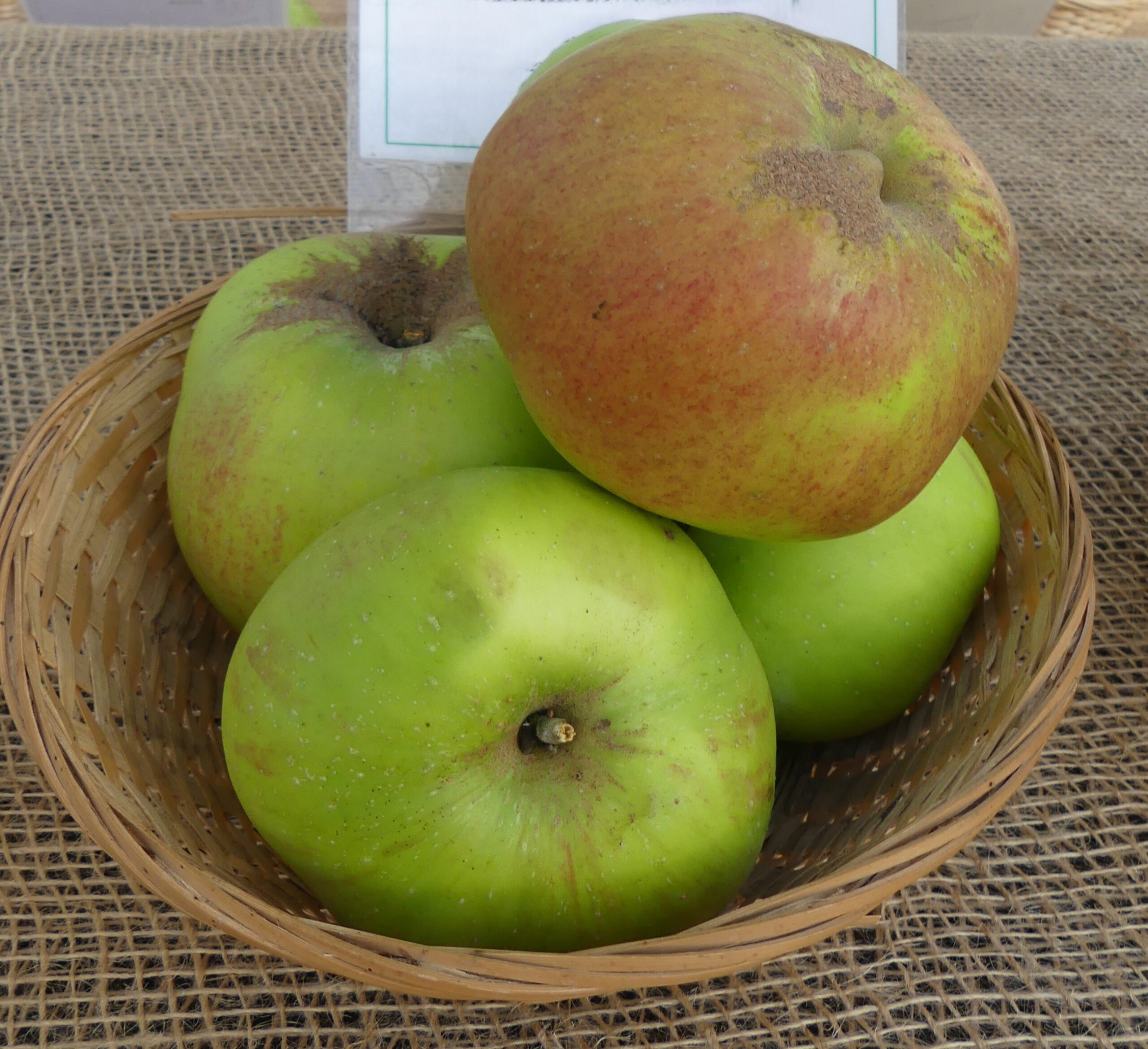 Bramleys Sämling