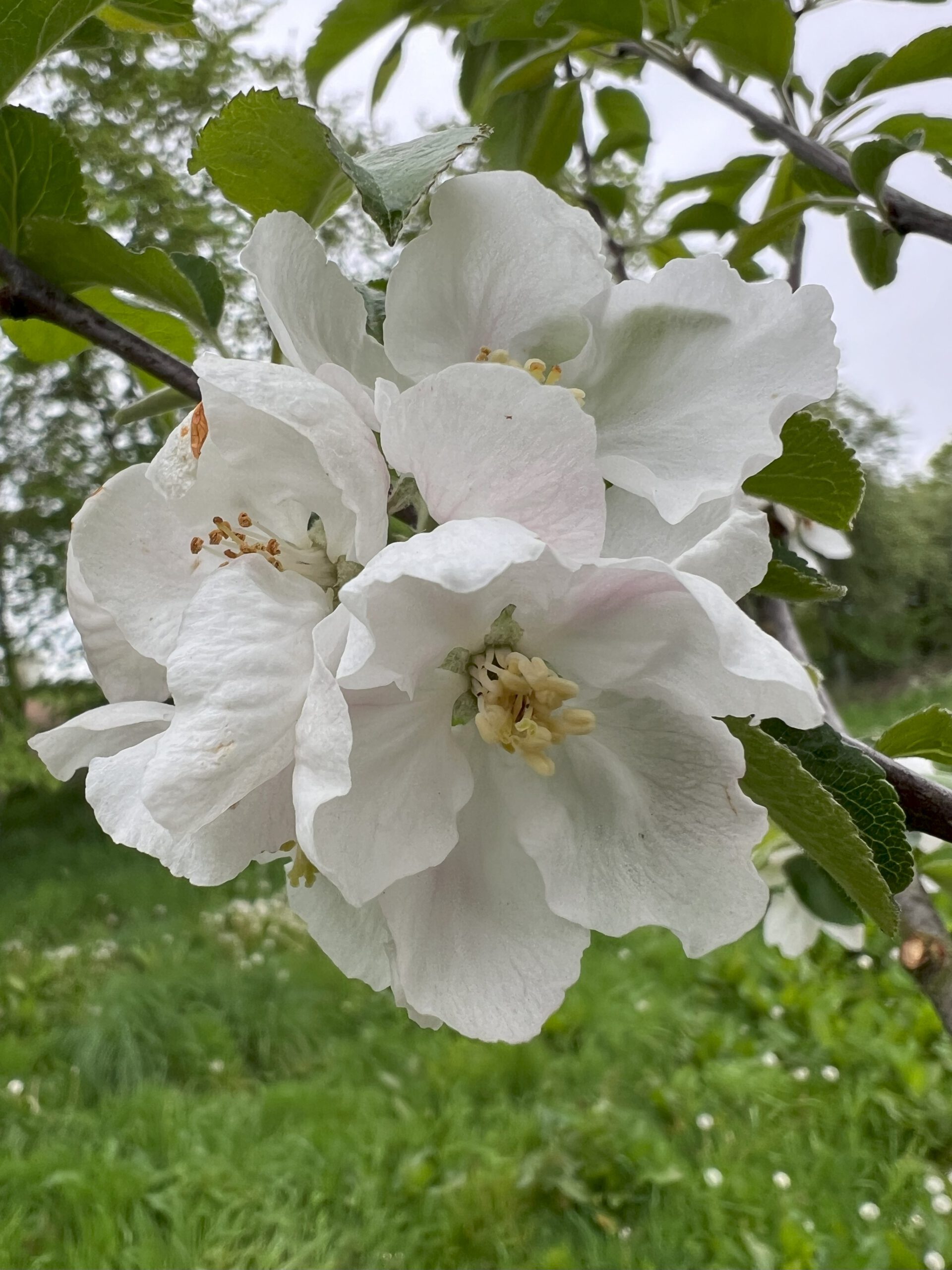 Roter Bellefleur