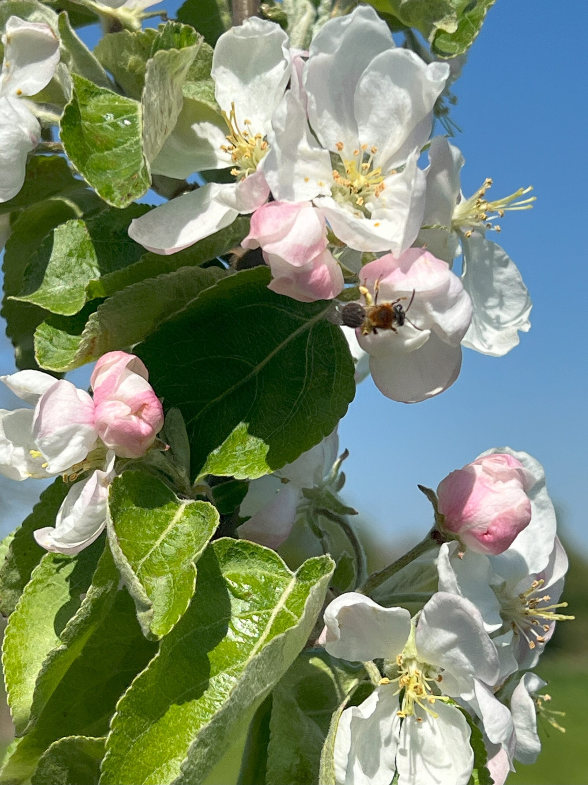 Weißer Klarapfel