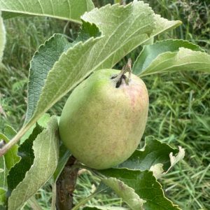 Angelner Zitronenapfel
