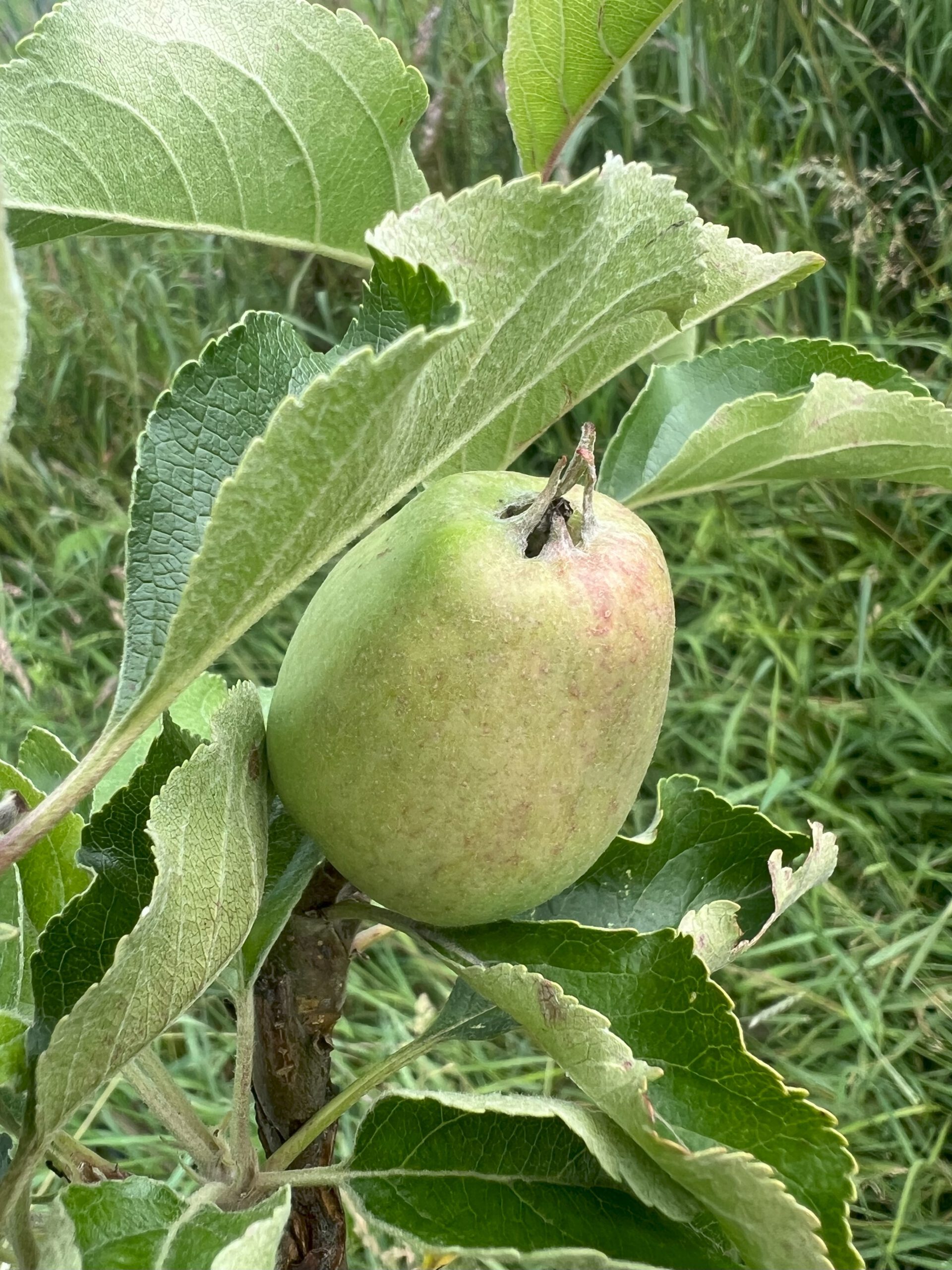 Angelner Zitronenapfel