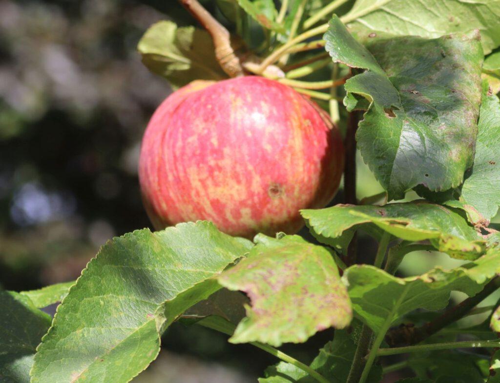 Red Strachan Roter Astrachan – Obst Hoffnung