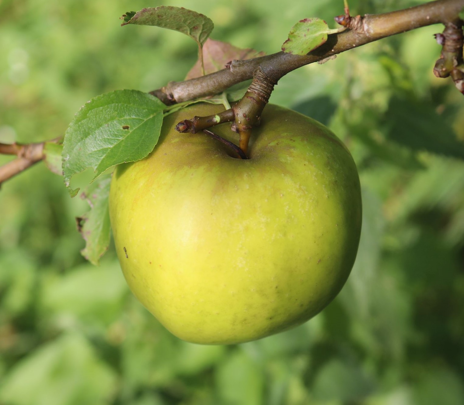 Seestermüher Zitronenapfel     