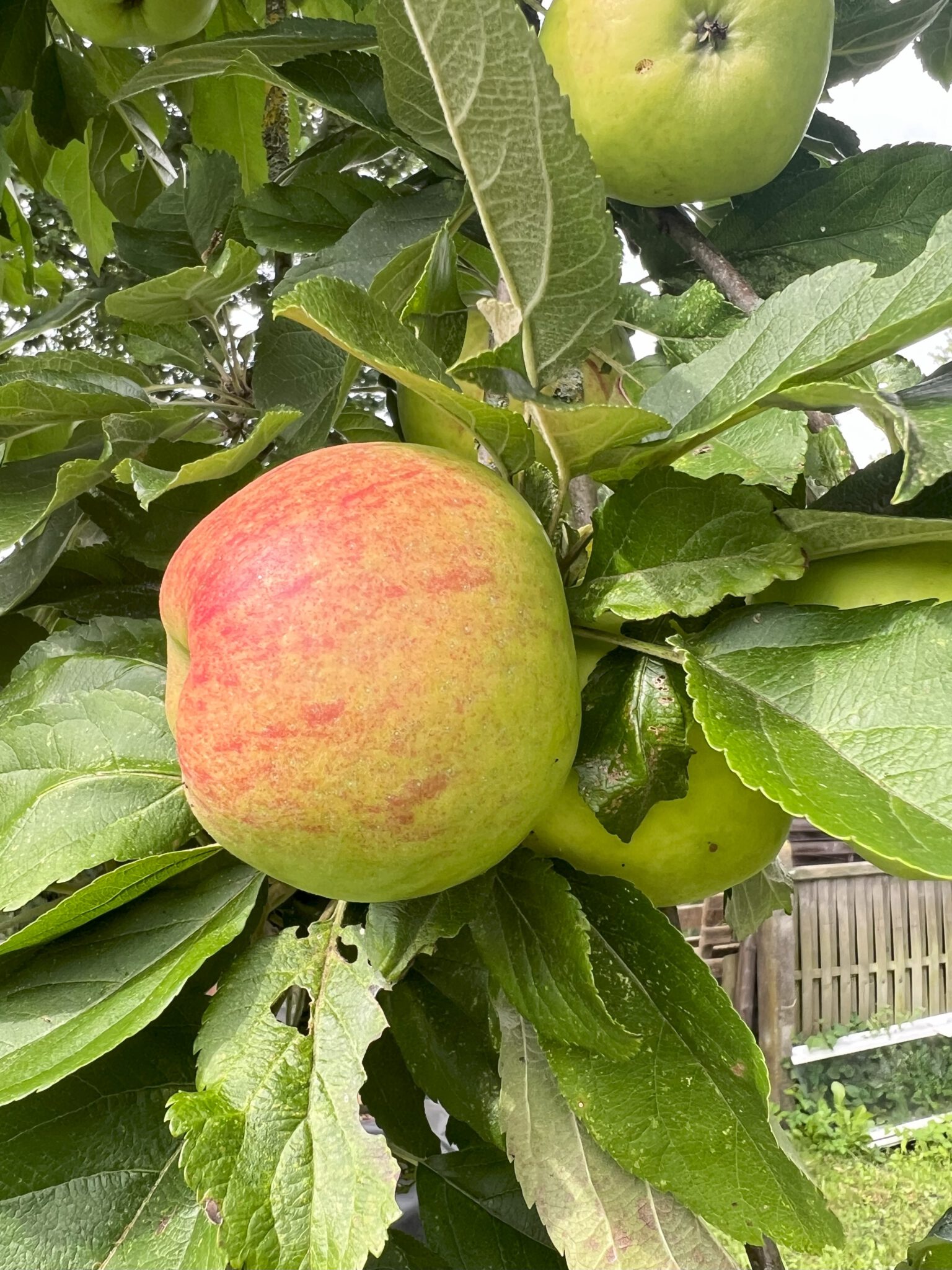 Nordfriesischer Rambur – Obst Hoffnung Nordfriesischer Rambur – Obst Hoffnung