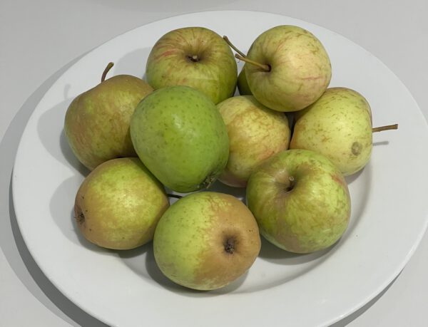 GrothsSpäter