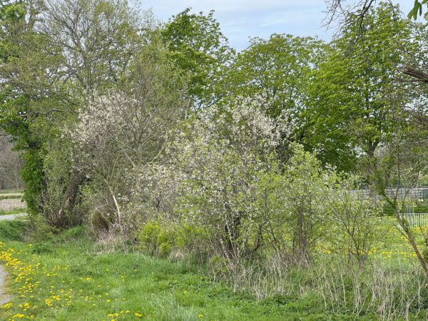 Hoffnunger Kirsche – Bild 8