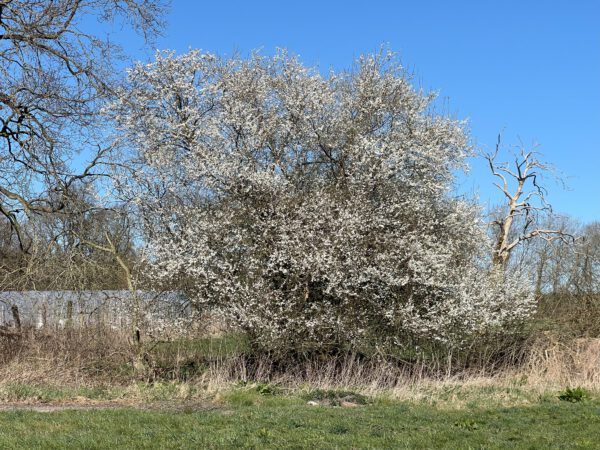 Hoffnunger Kirschpflaume   – Bild 4