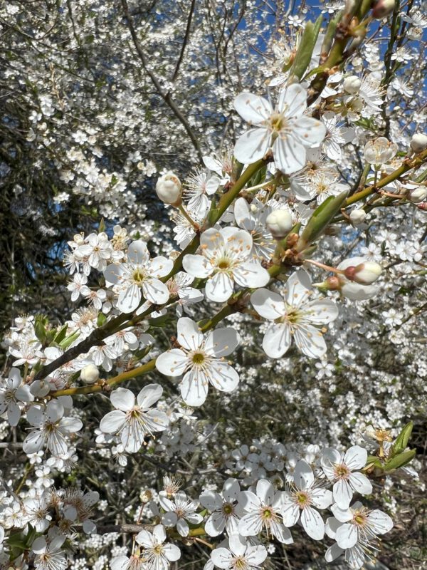 Hoffnunger Kirschpflaume   – Bild 5