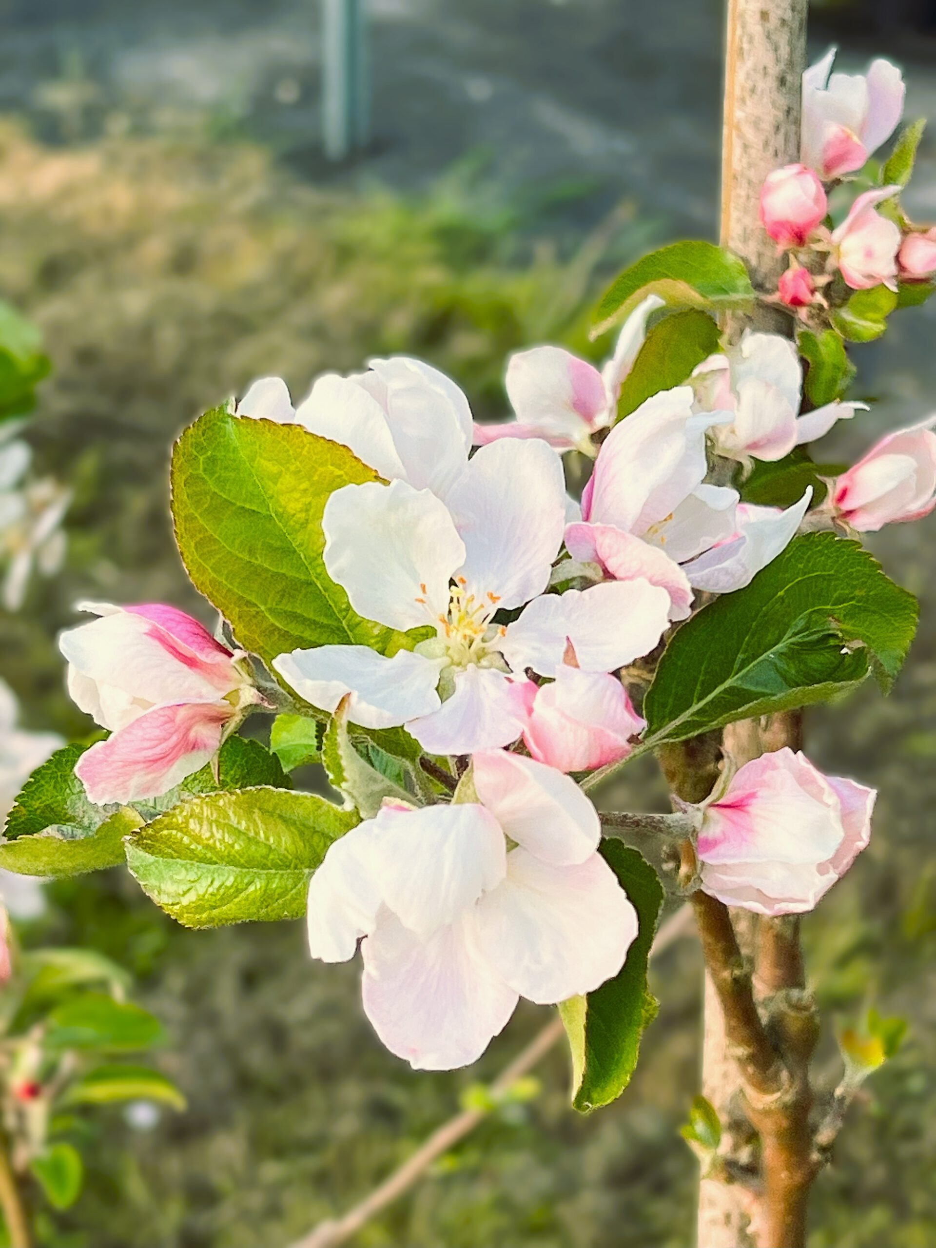 Angelner Zitronenapfel