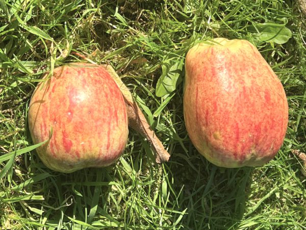 Nonnetitte fra Als – Bild 2