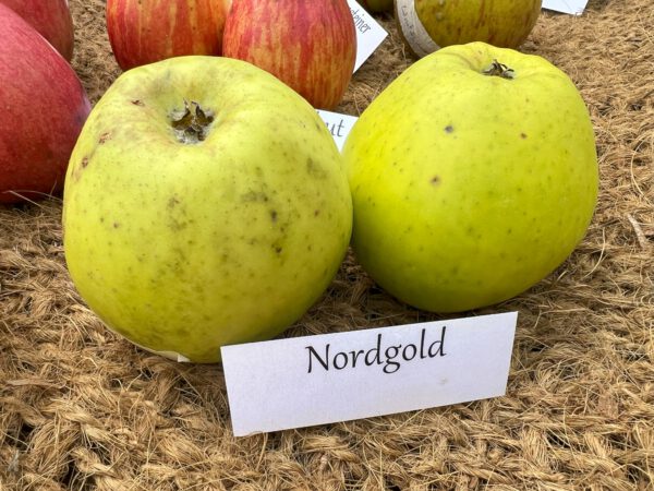 Nordgold