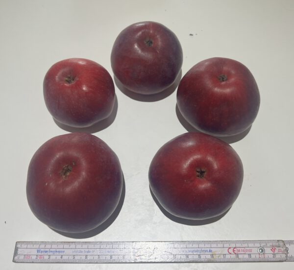 Schöner aus Rosdorf – Bild 3