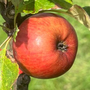 Dänischer Rosenhäger