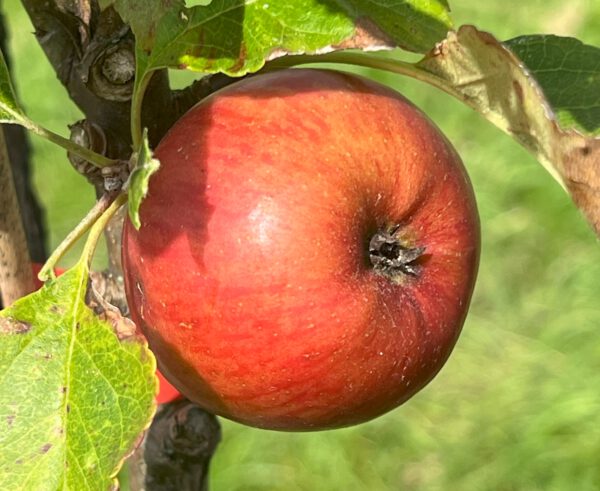 Dänischer Rosenhäger