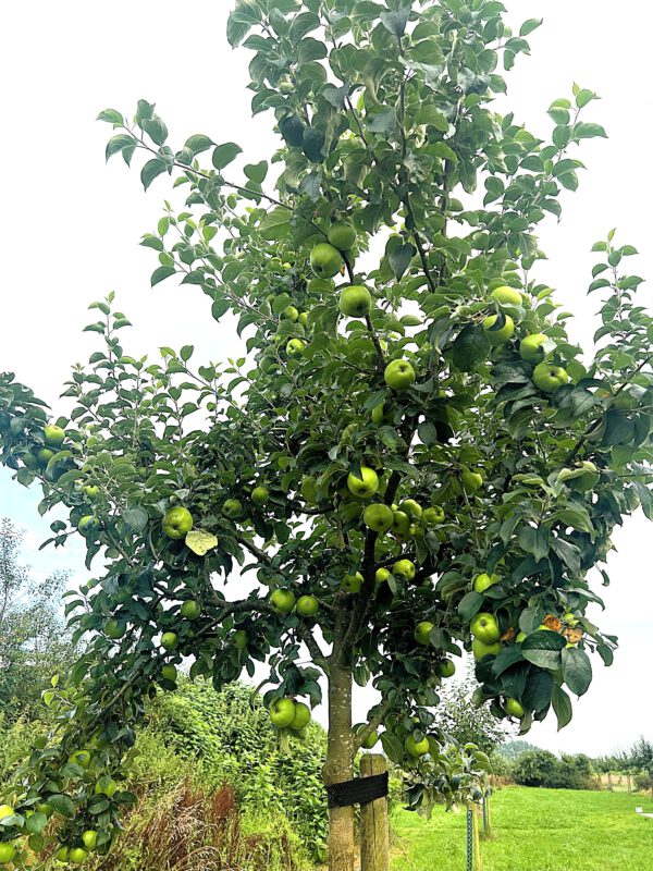 Seestermüher Zitronenapfel      – Bild 20