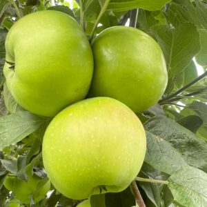 Seestermüher Zitronenapfel     
