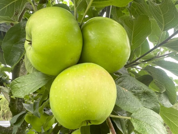 Seestermüher Zitronenapfel     