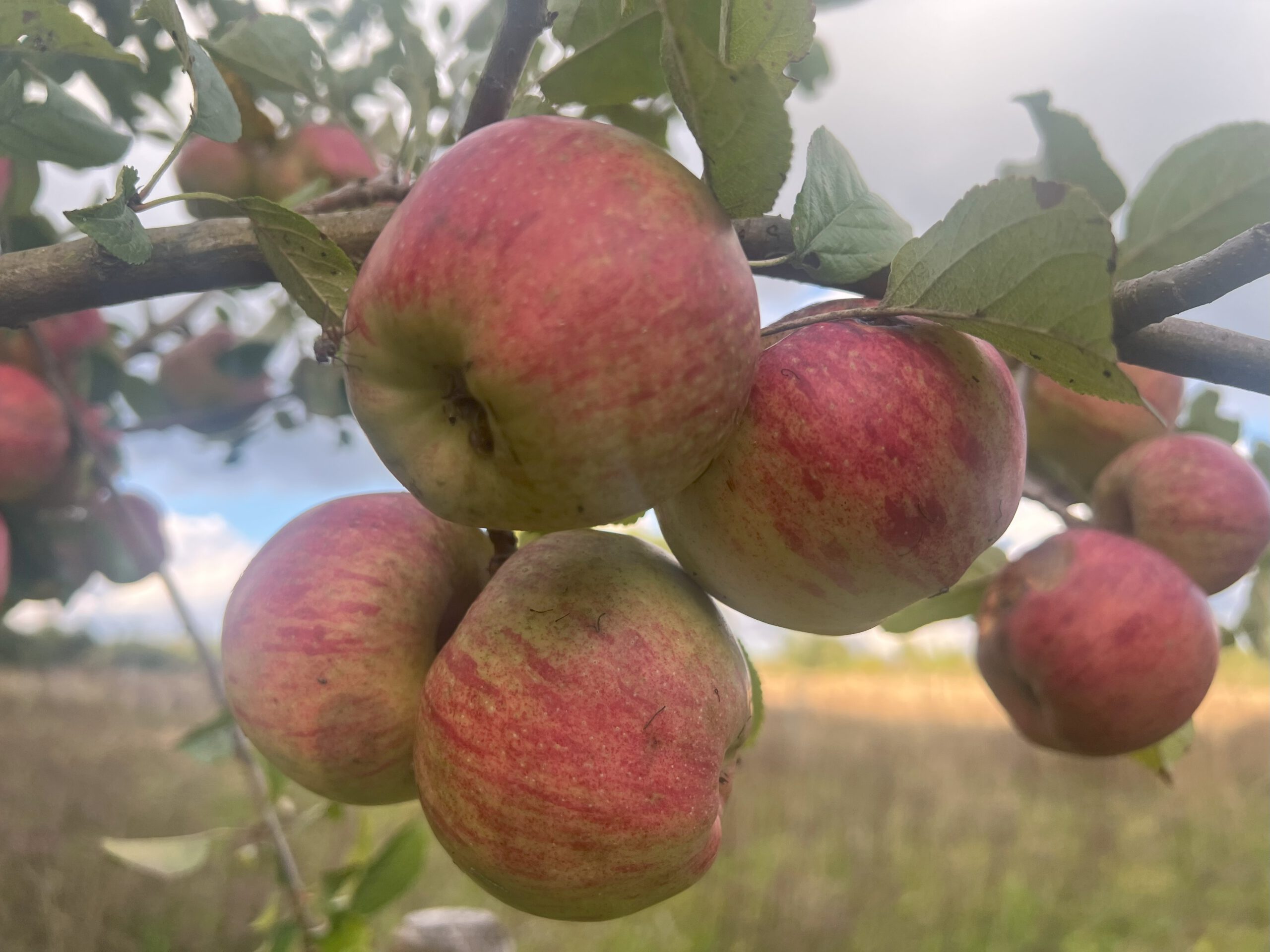 Altländer Pfankuchenapfel – Bild 13