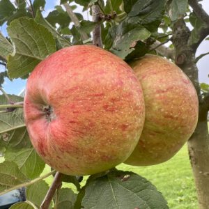 Altländer Pfankuchenapfel