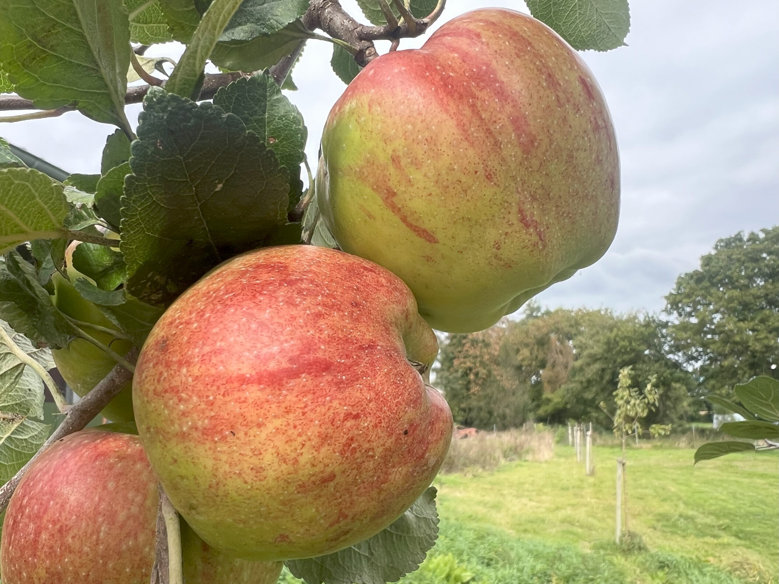 Altländer Pfankuchenapfel – Bild 14