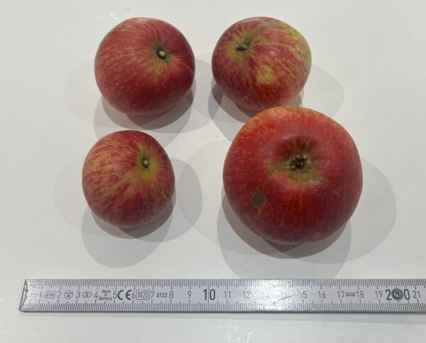 Drelsdorfer Rosenapfel – Bild 11