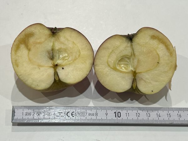 Drelsdorfer Rosenapfel – Bild 14