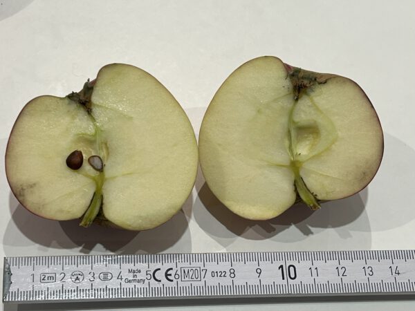 Drelsdorfer Rosenapfel – Bild 15